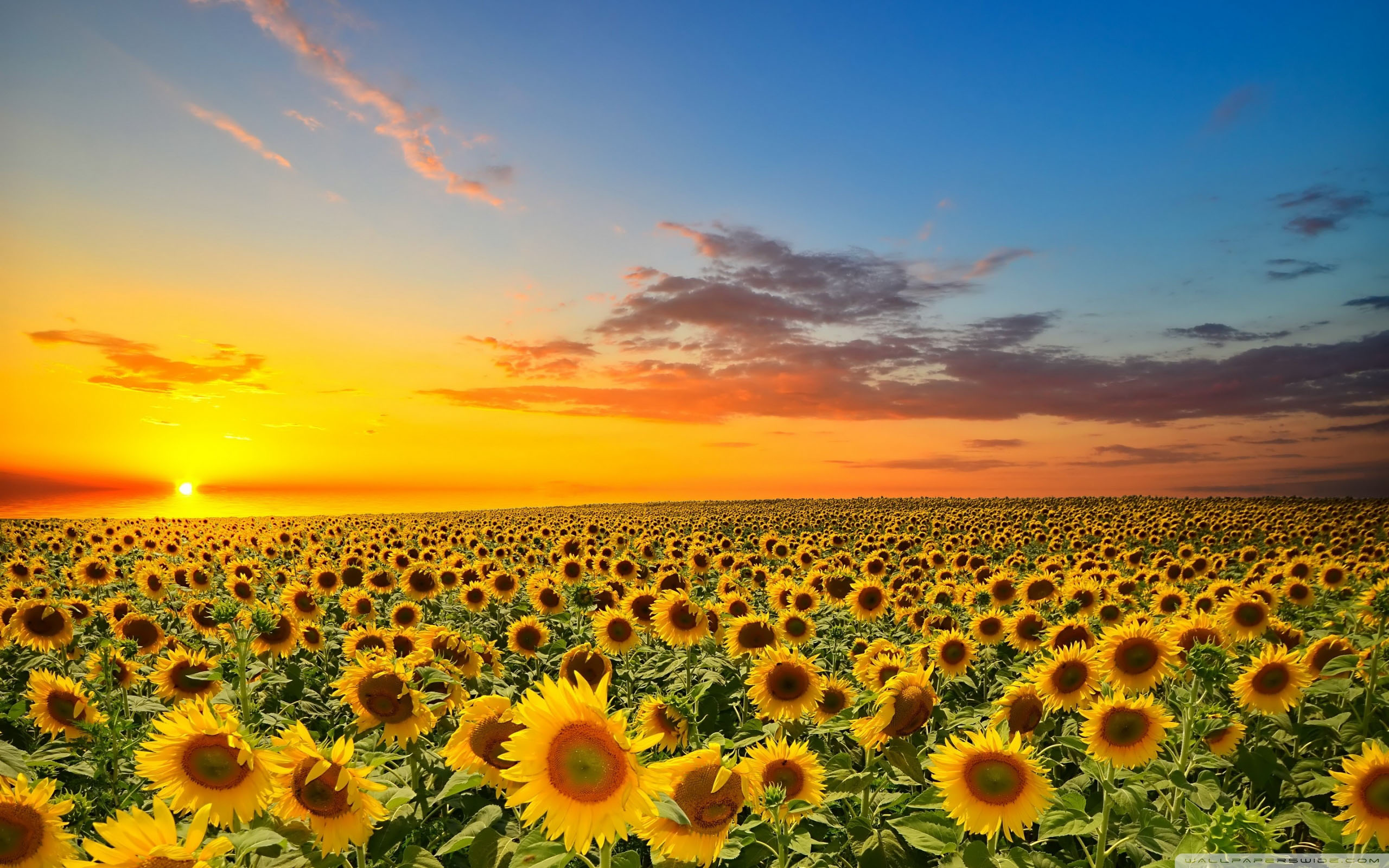 Sunset Sunflower Beach Wallpapers