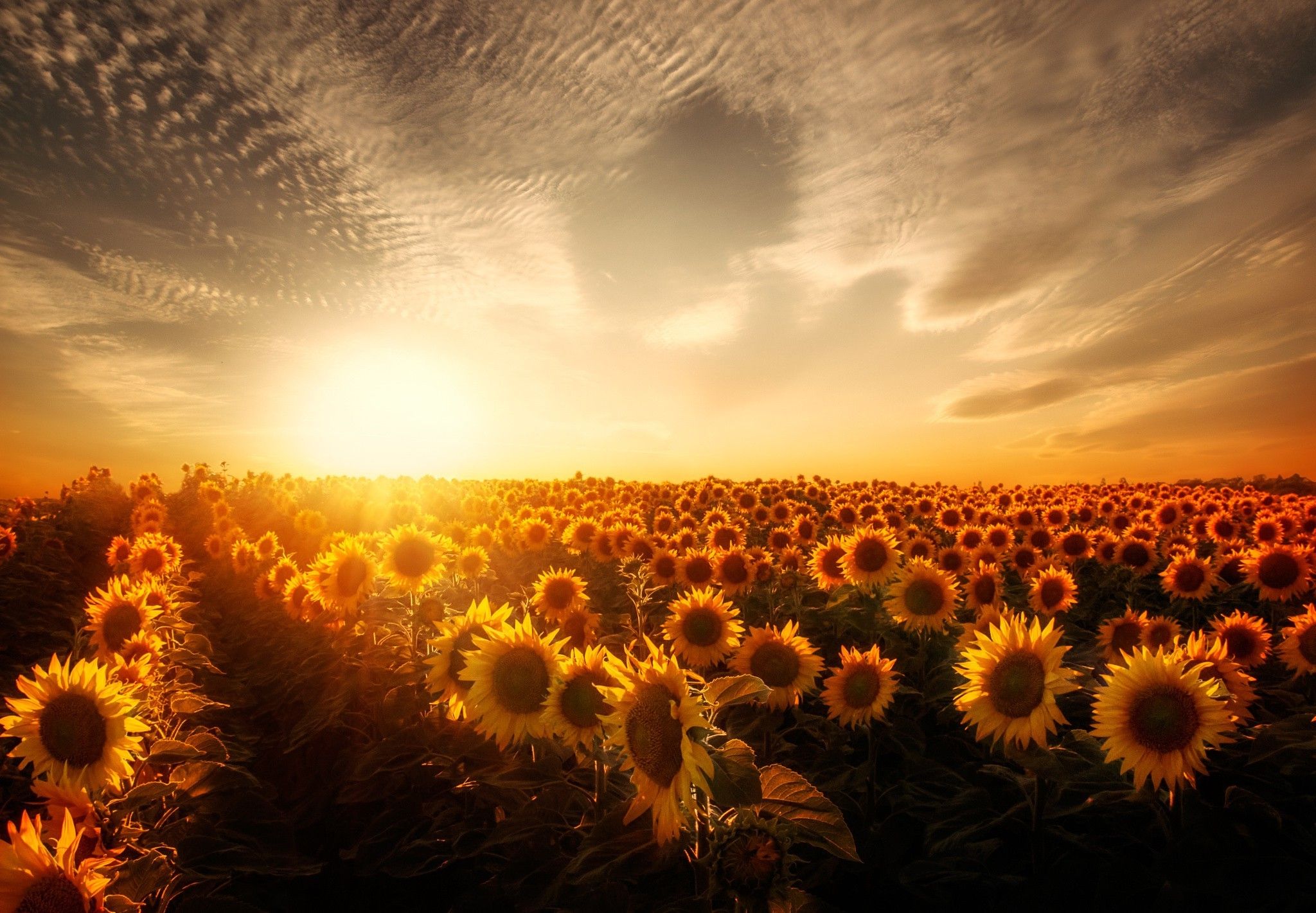 Sunset Sunflower Beach Wallpapers