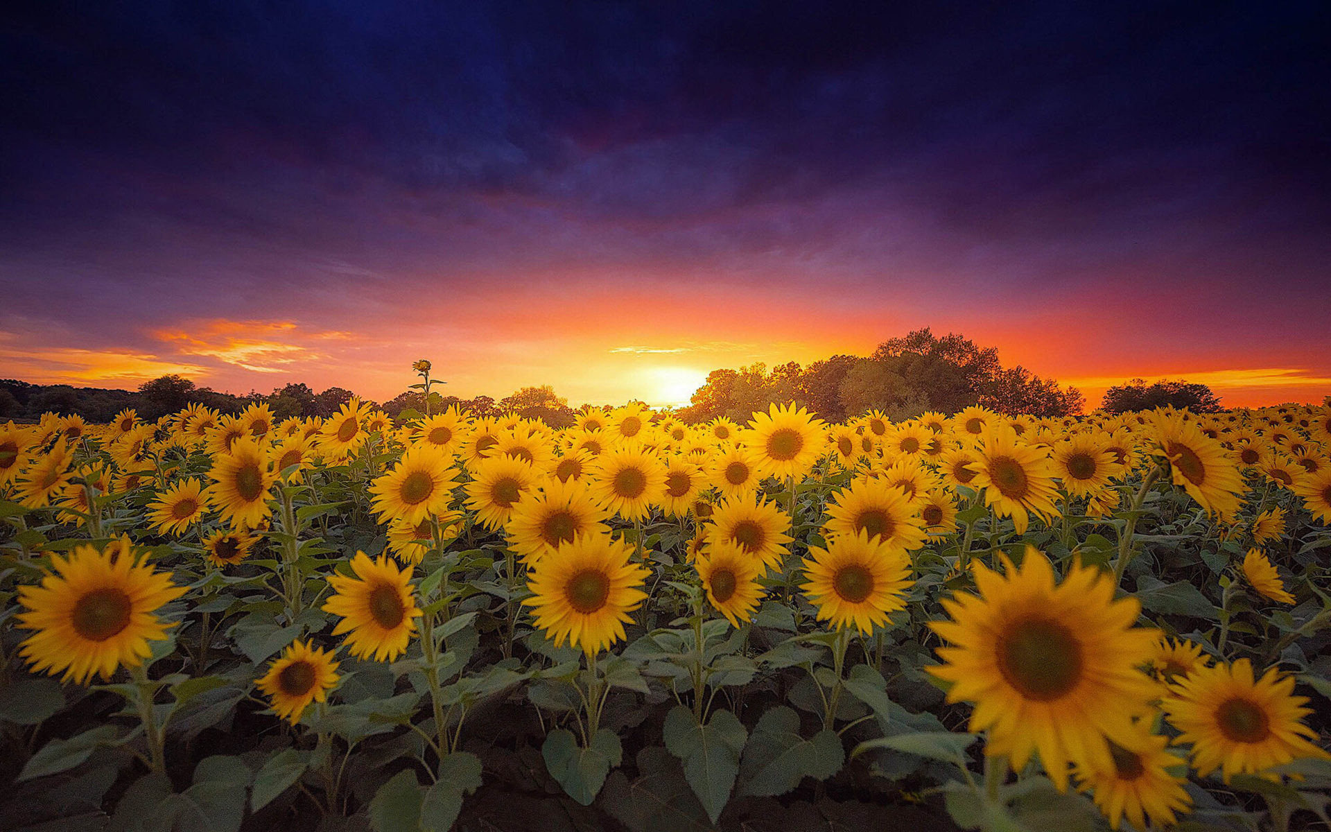 Sunset Sunflower Beach Wallpapers