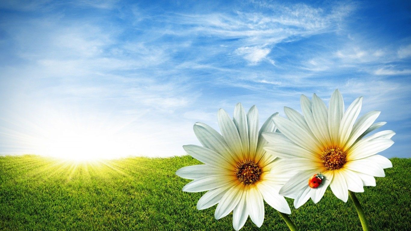 Sunshine And Flowers Images Wallpapers