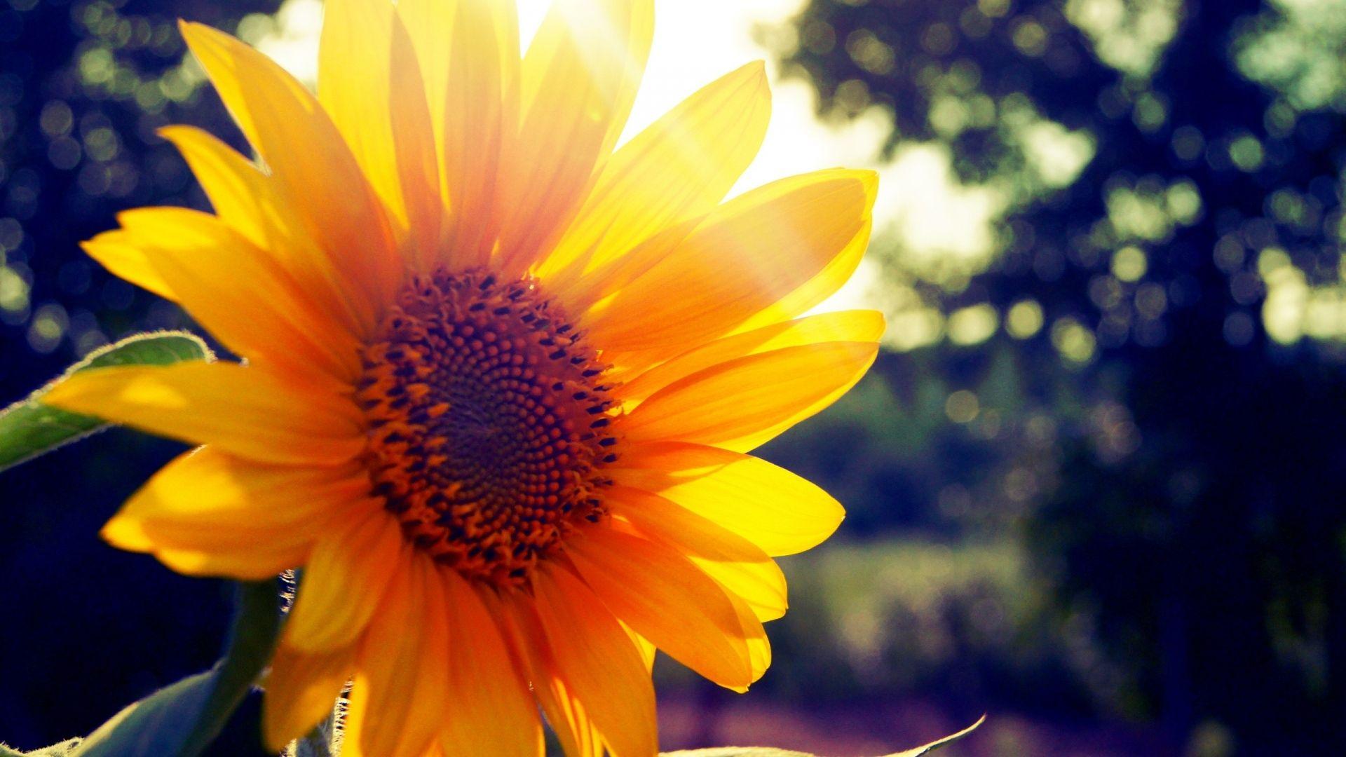 Sunshinedesktop Wallpapers