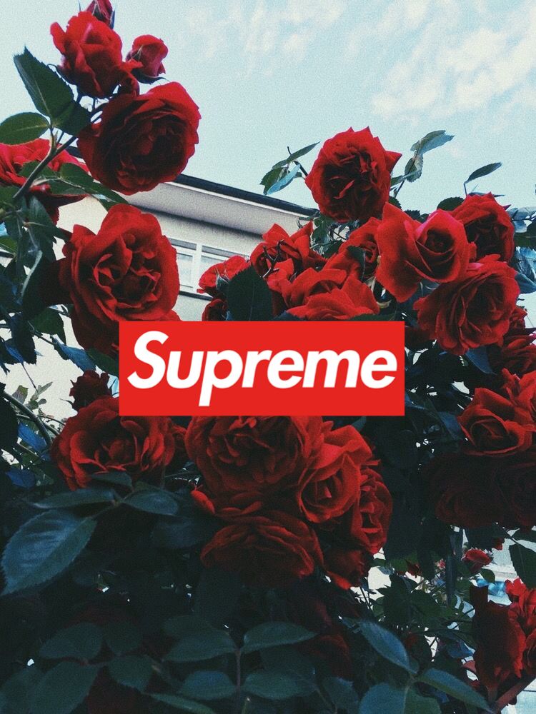 Supreme Rose Wallpapers