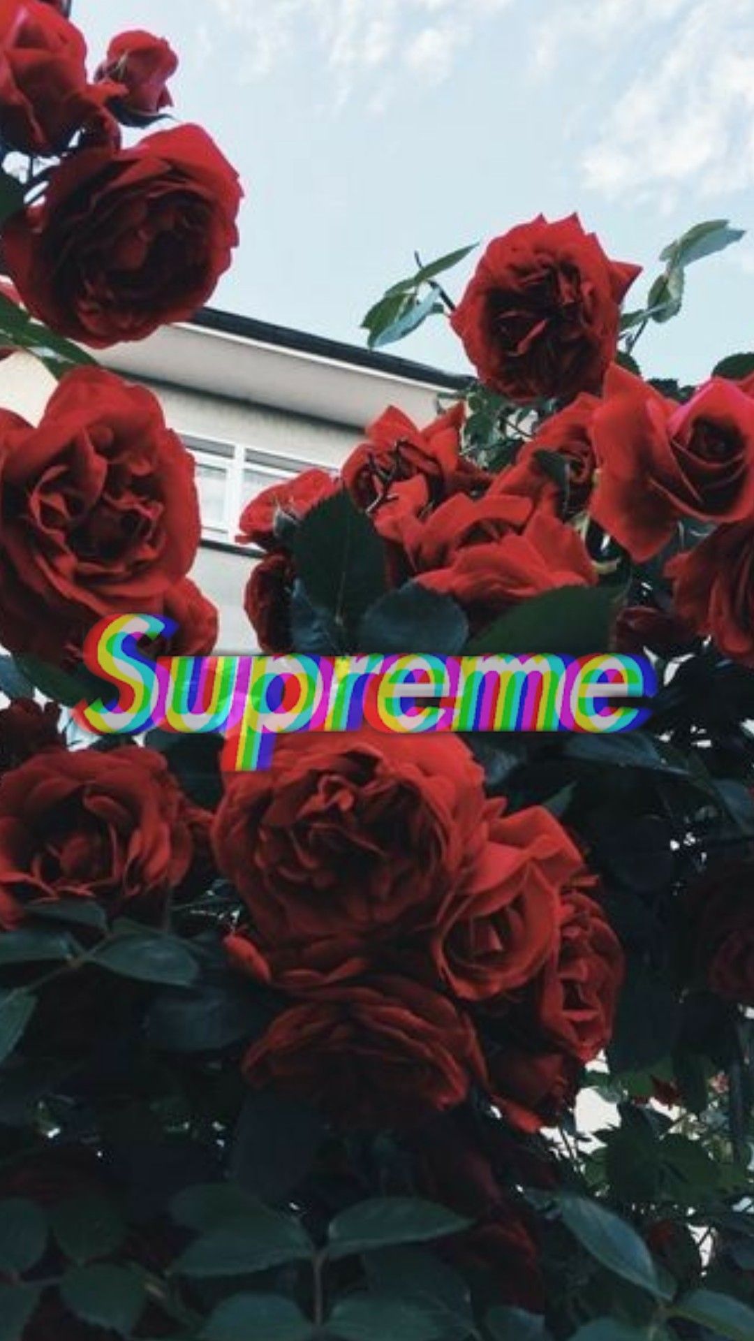 Supreme Rose Wallpapers