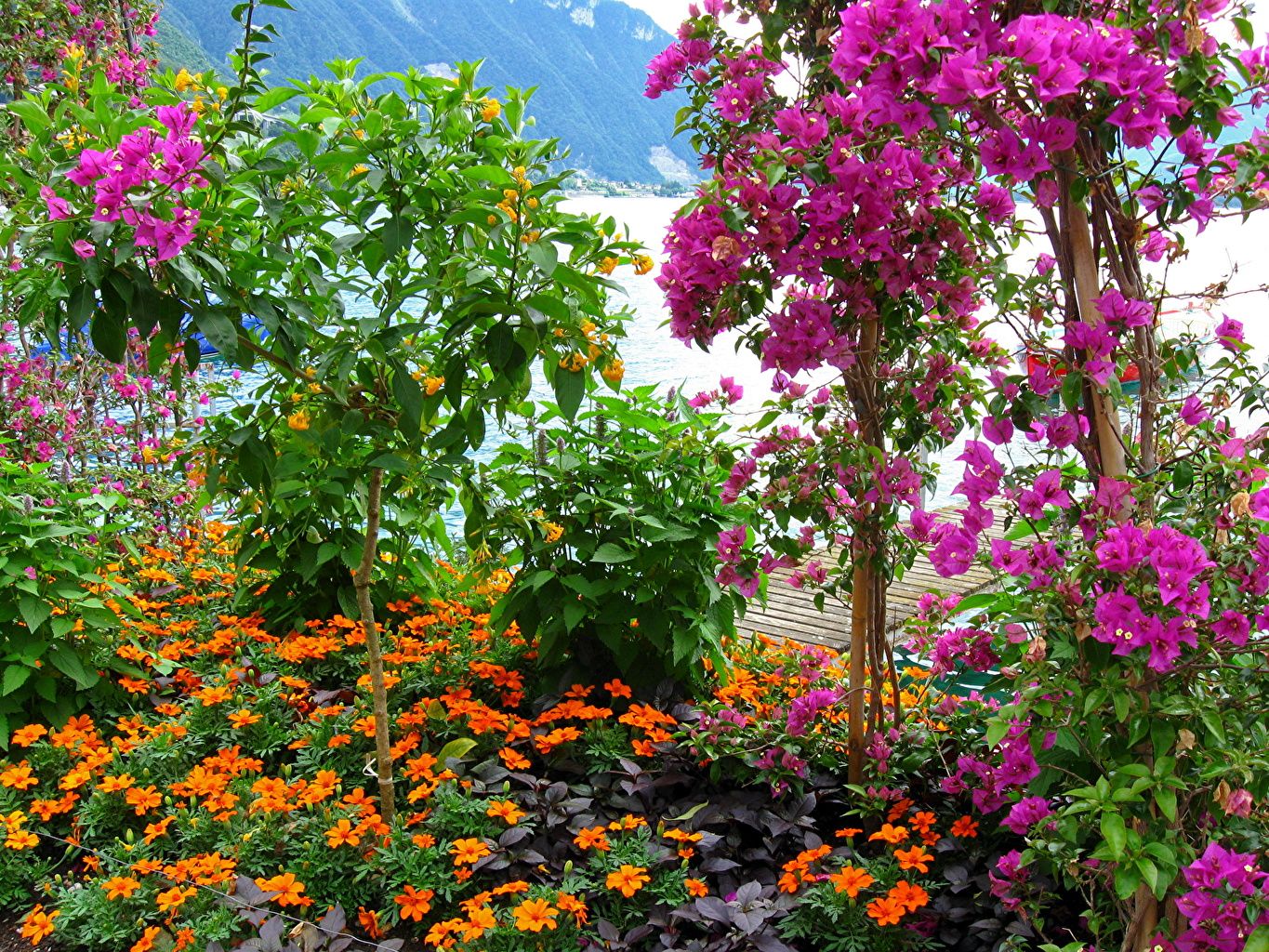 Switzerland Flower Garden Wallpapers