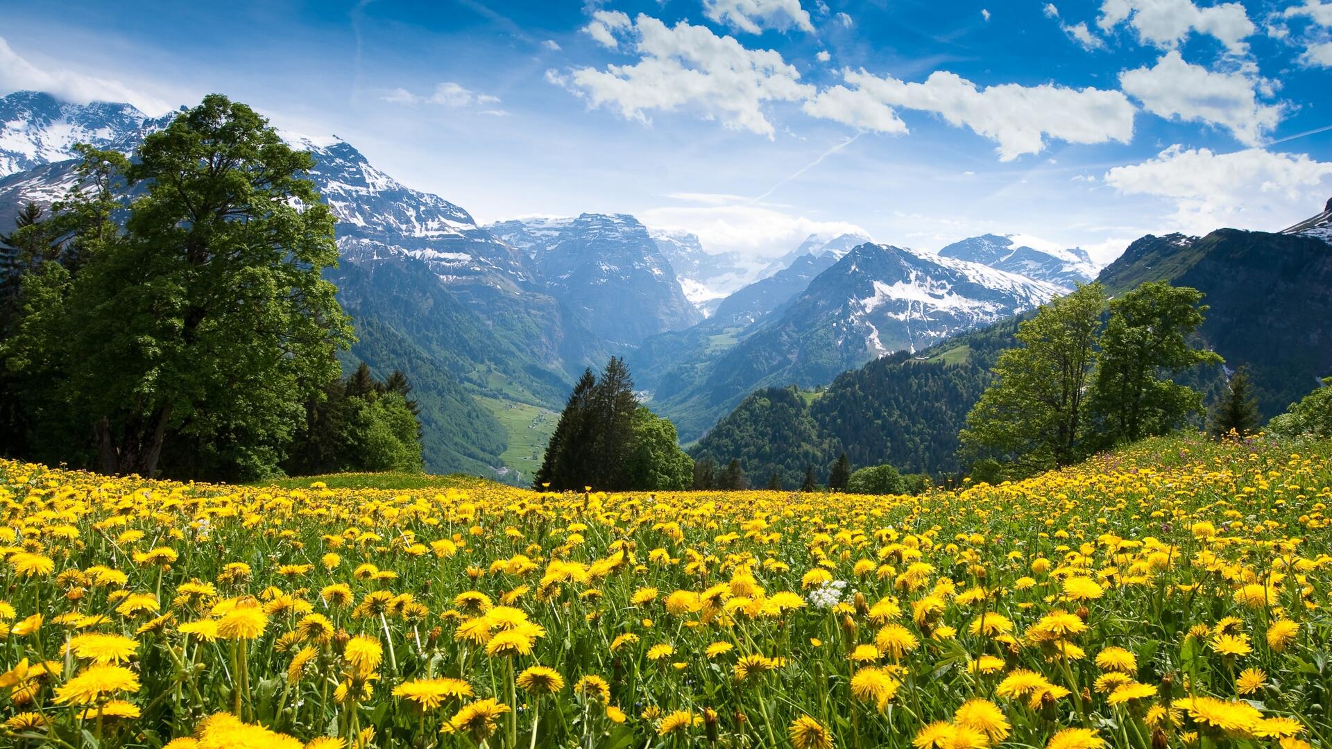 Switzerland Flower Garden Wallpapers