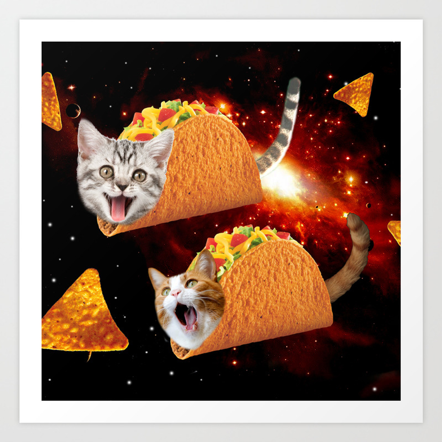 Taco Cat Wallpapers