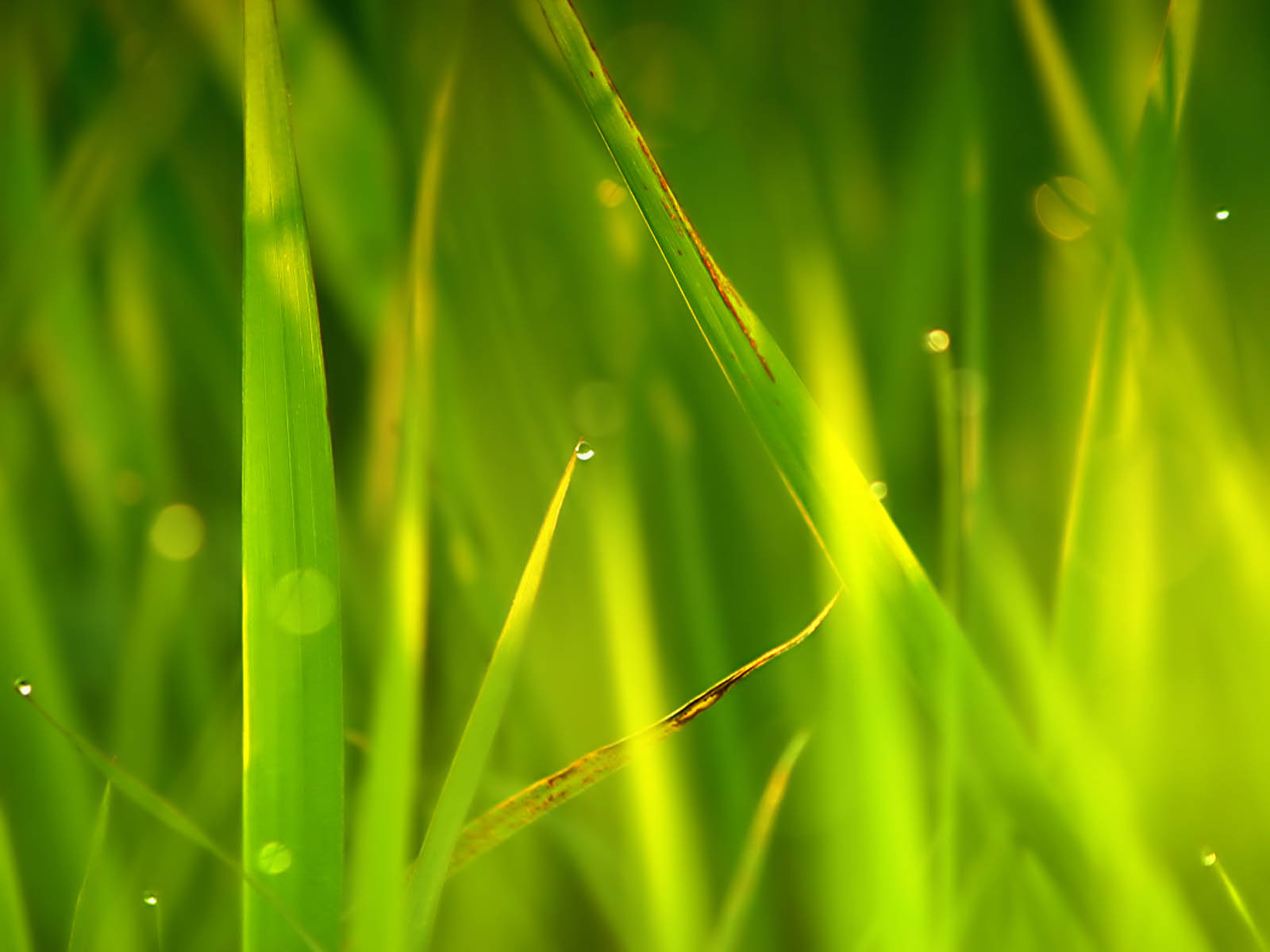 Tall Grass Wallpapers