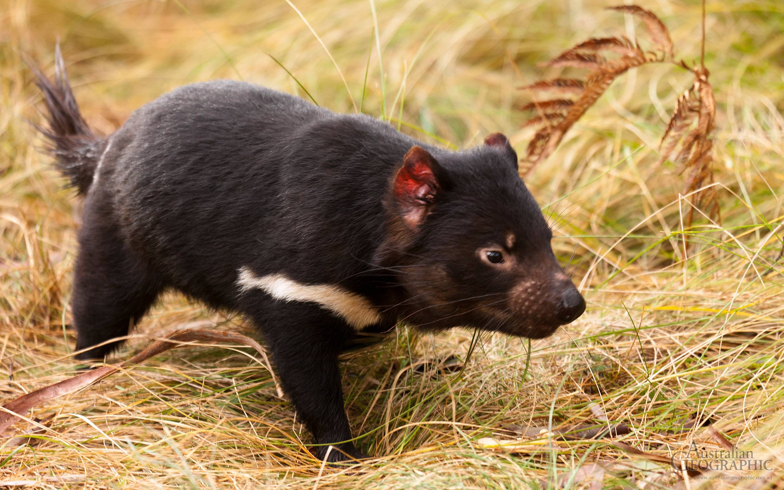 Tasmanian Devil Wallpapers