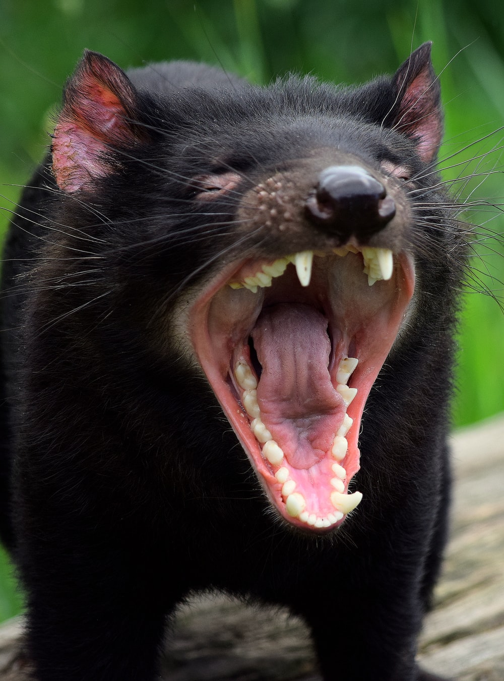 Tasmanian Devil Wallpapers