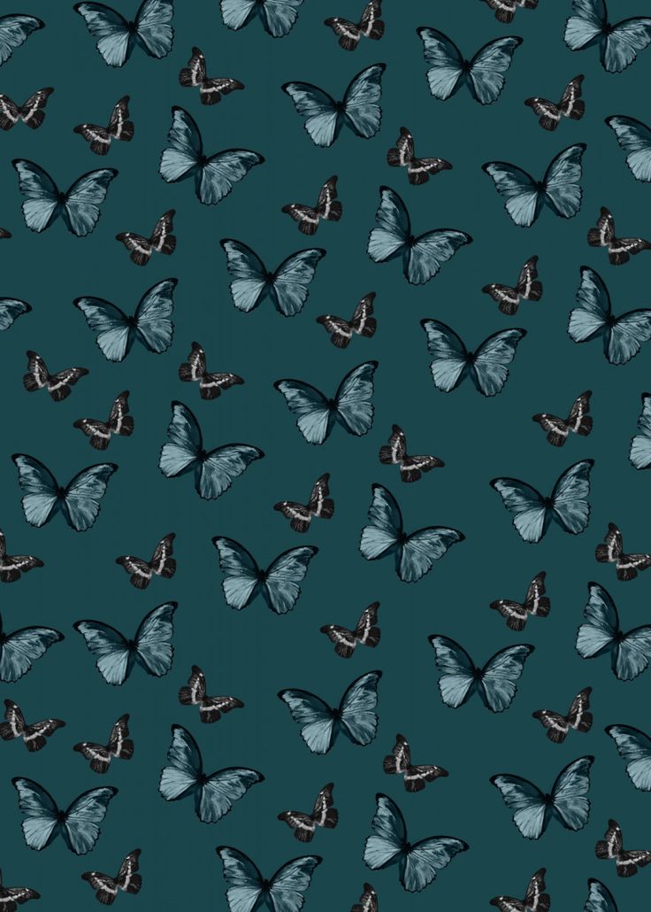 Teal Butterfly Wallpapers