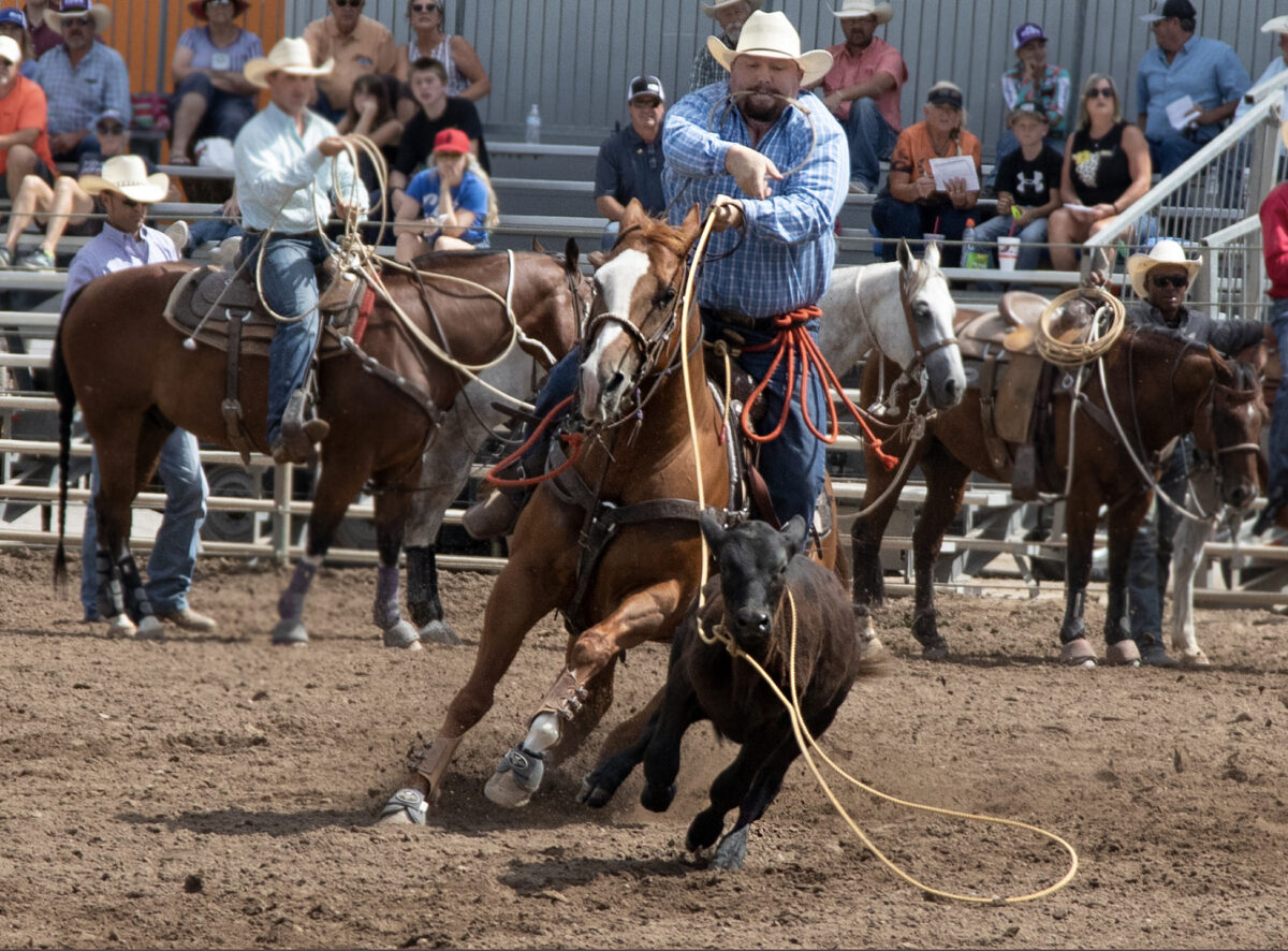 Team Roping Wallpapers