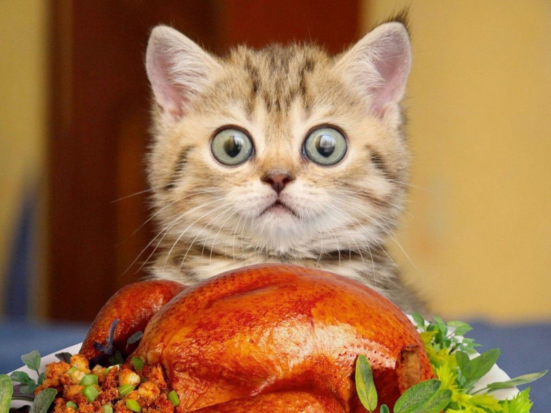 Thanksgiving Cat Wallpapers