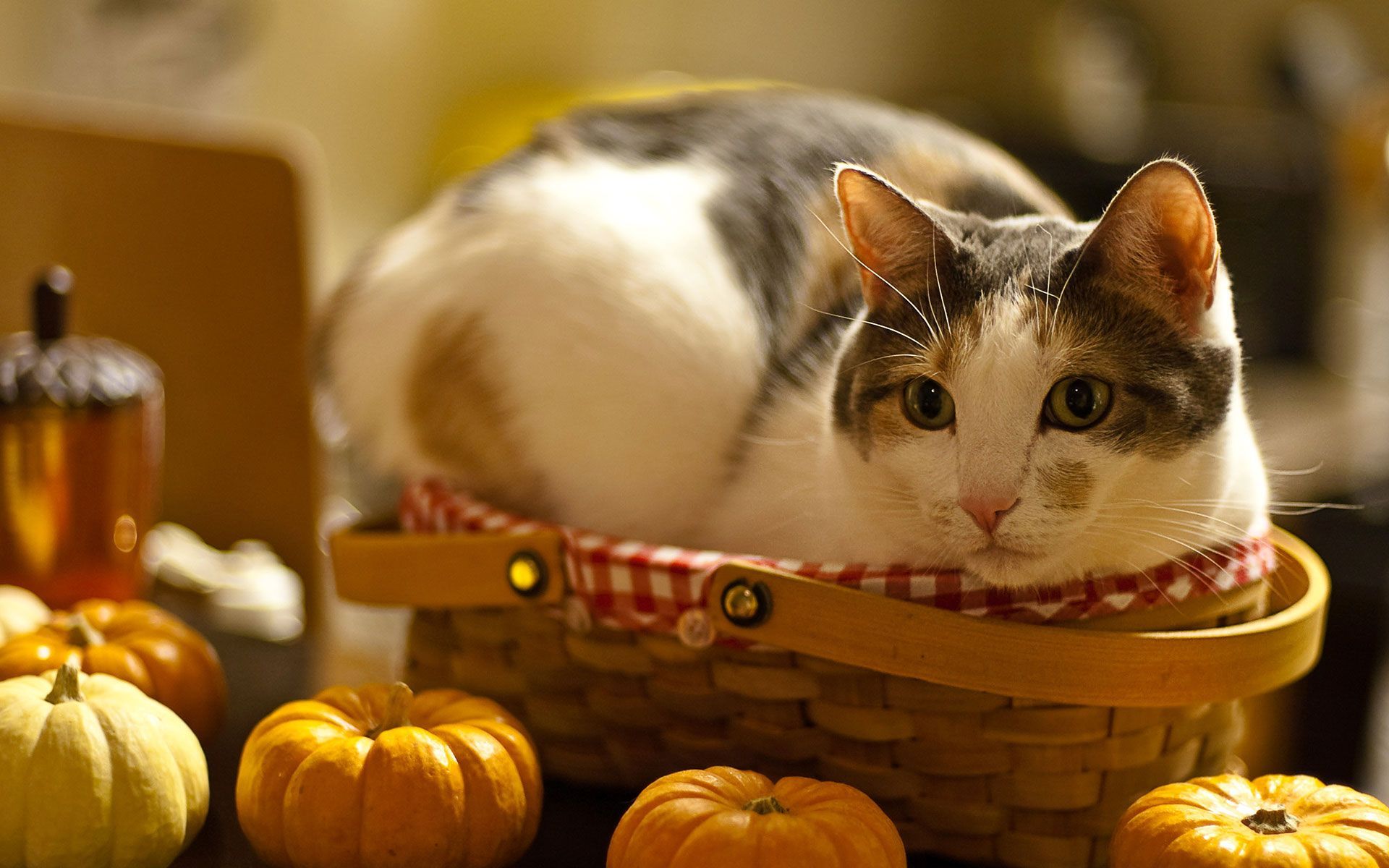 Thanksgiving Cat Wallpapers