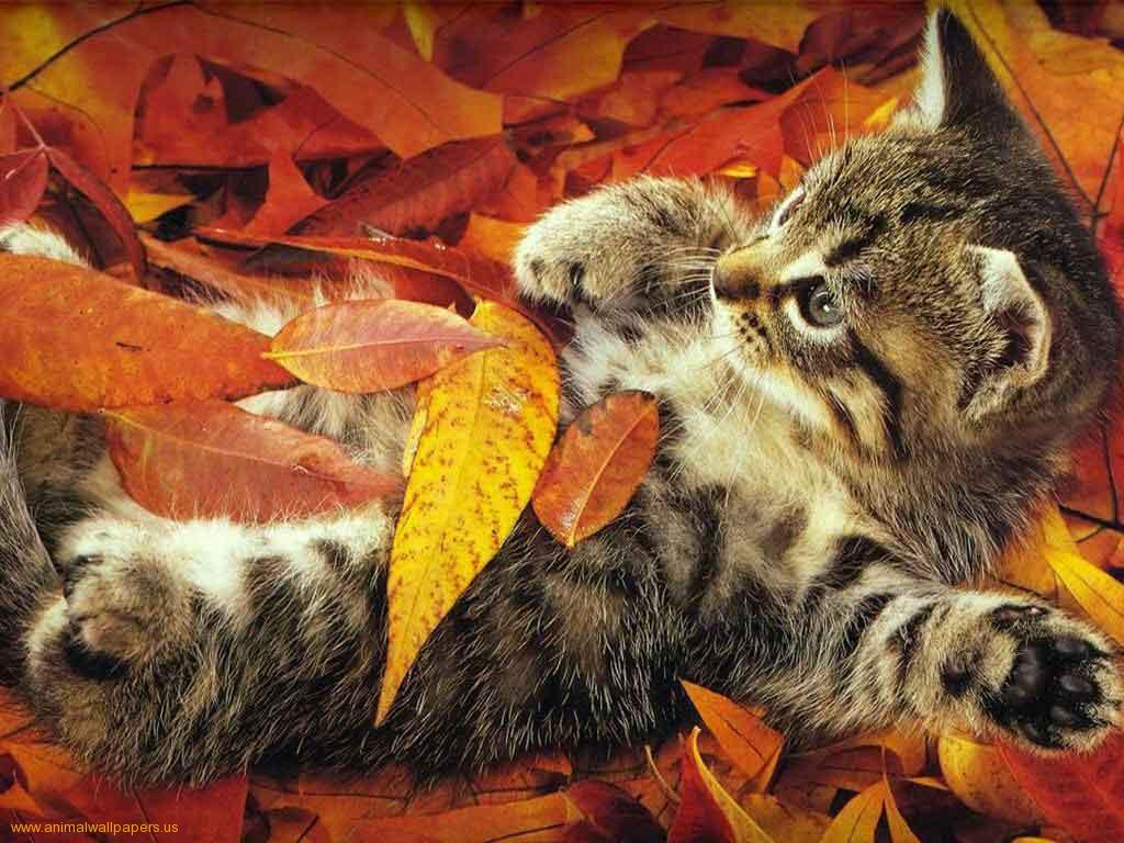 Thanksgiving Cat Wallpapers