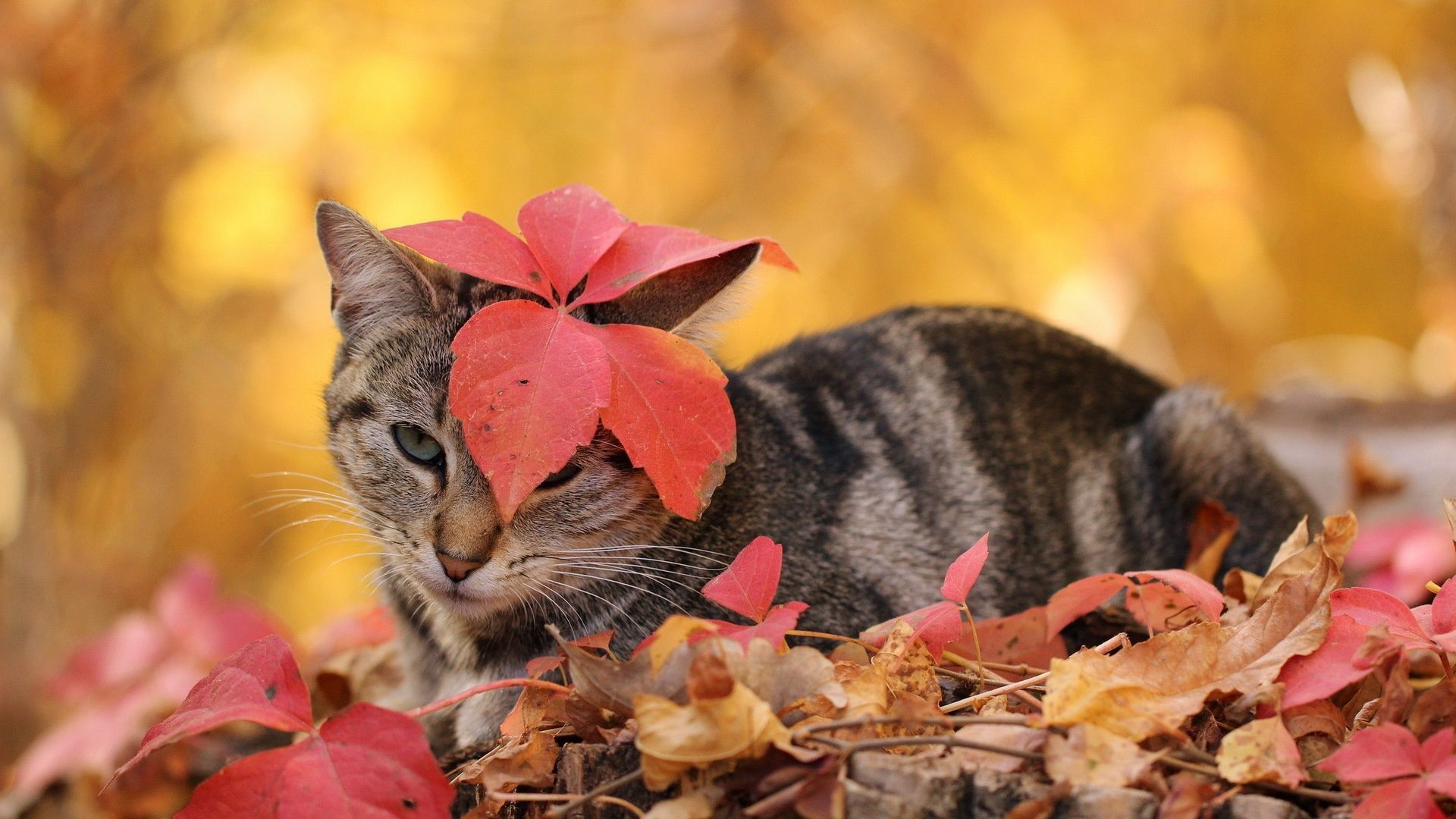 Thanksgiving Cat Wallpapers
