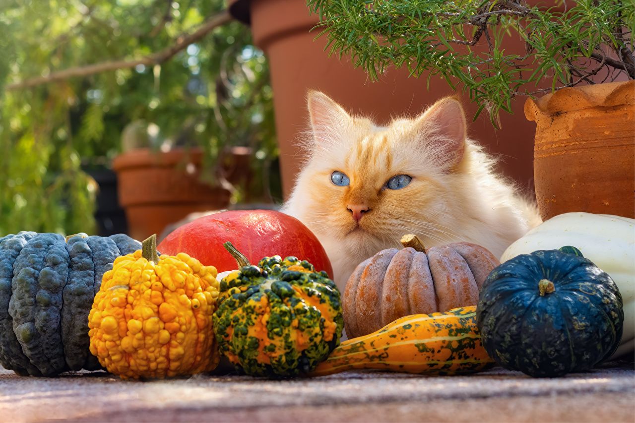 Thanksgiving Cat Wallpapers