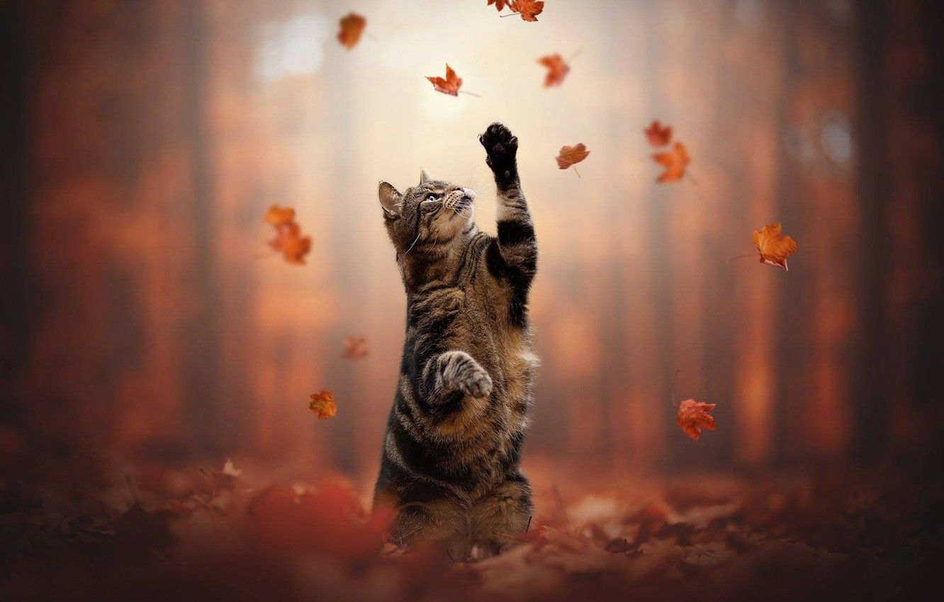 Thanksgiving Cat Wallpapers