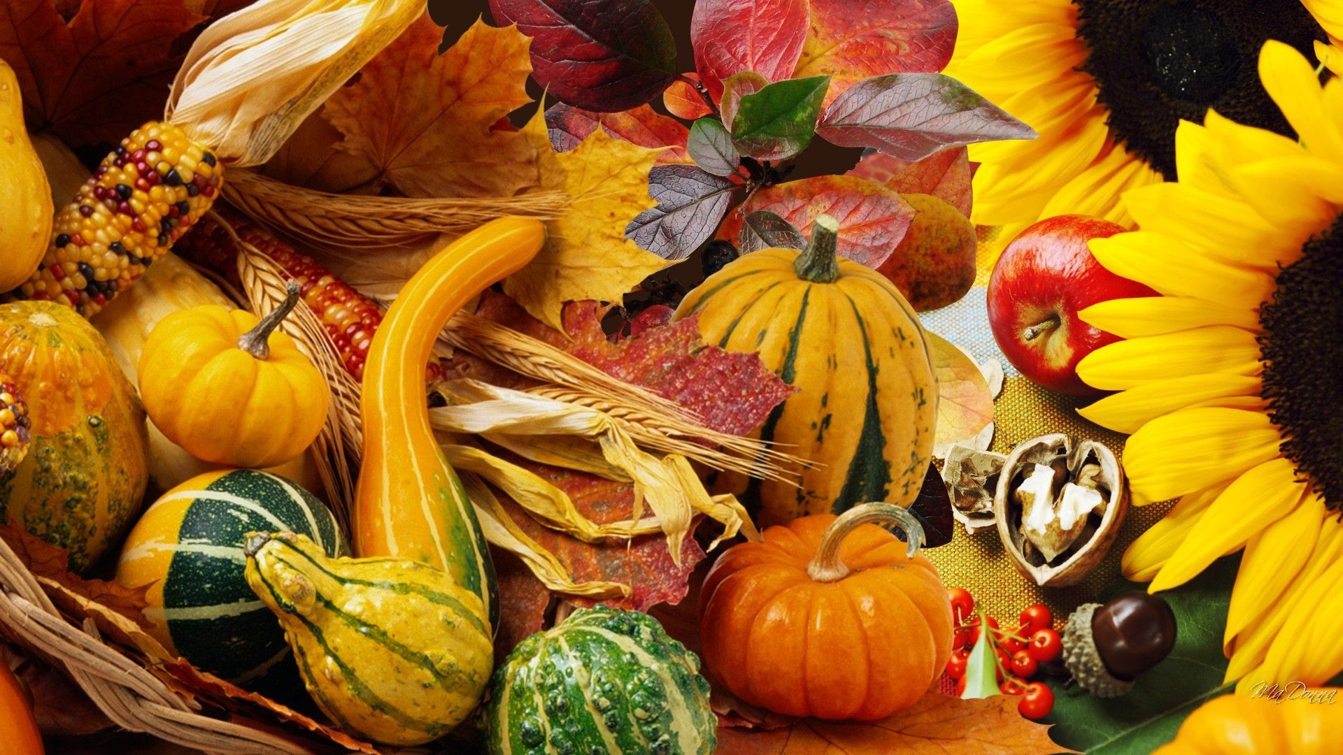 Thanksgiving Gourd Wallpapers