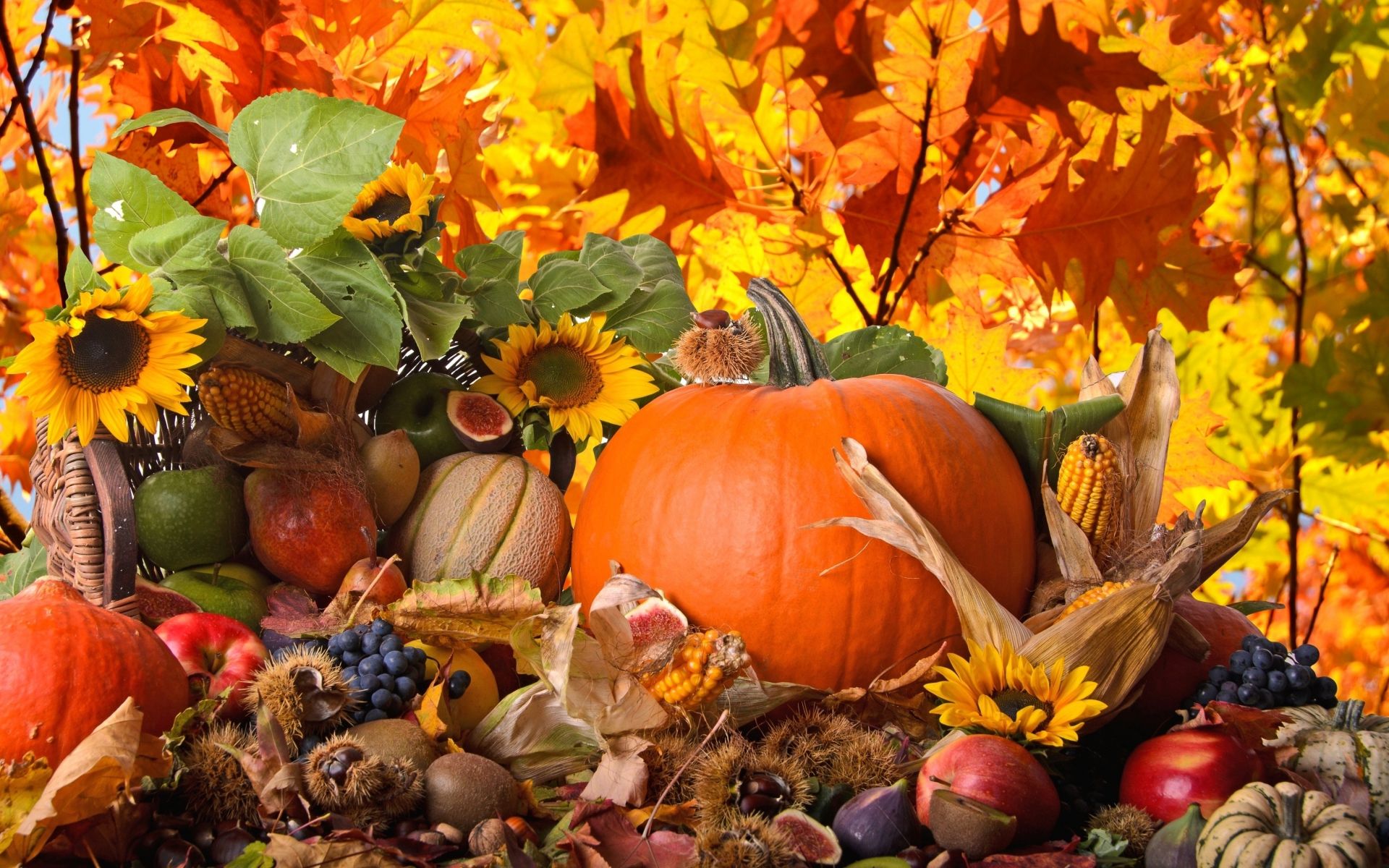 Thanksgiving Gourd Wallpapers
