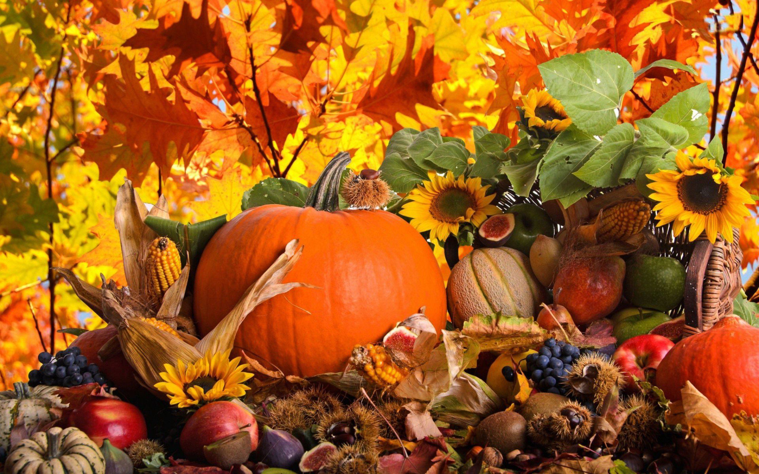 Thanksgiving Gourd Wallpapers