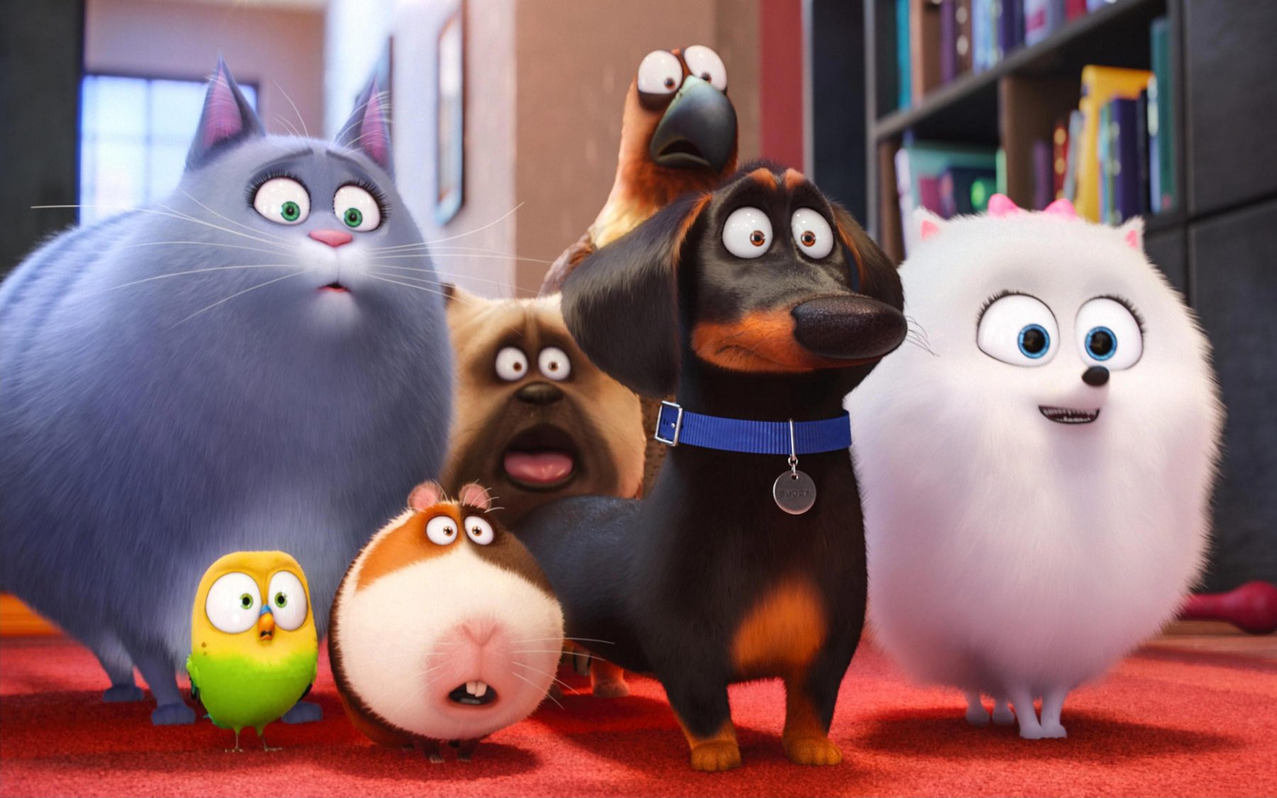 The Secret Life Of Pets Hd Wallpapers