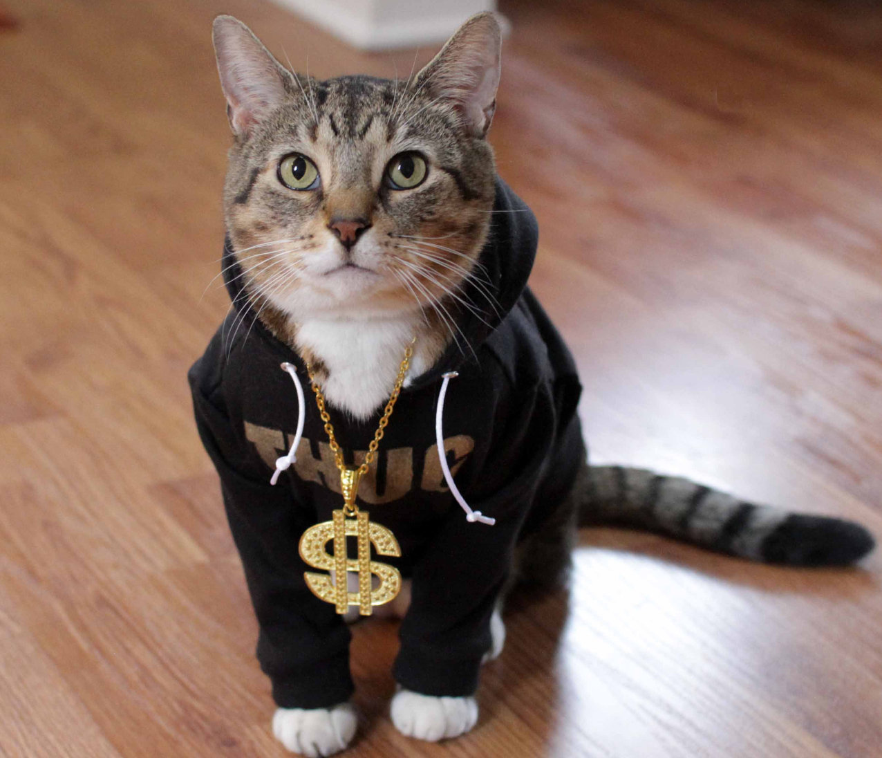 Thug Cat Wallpapers