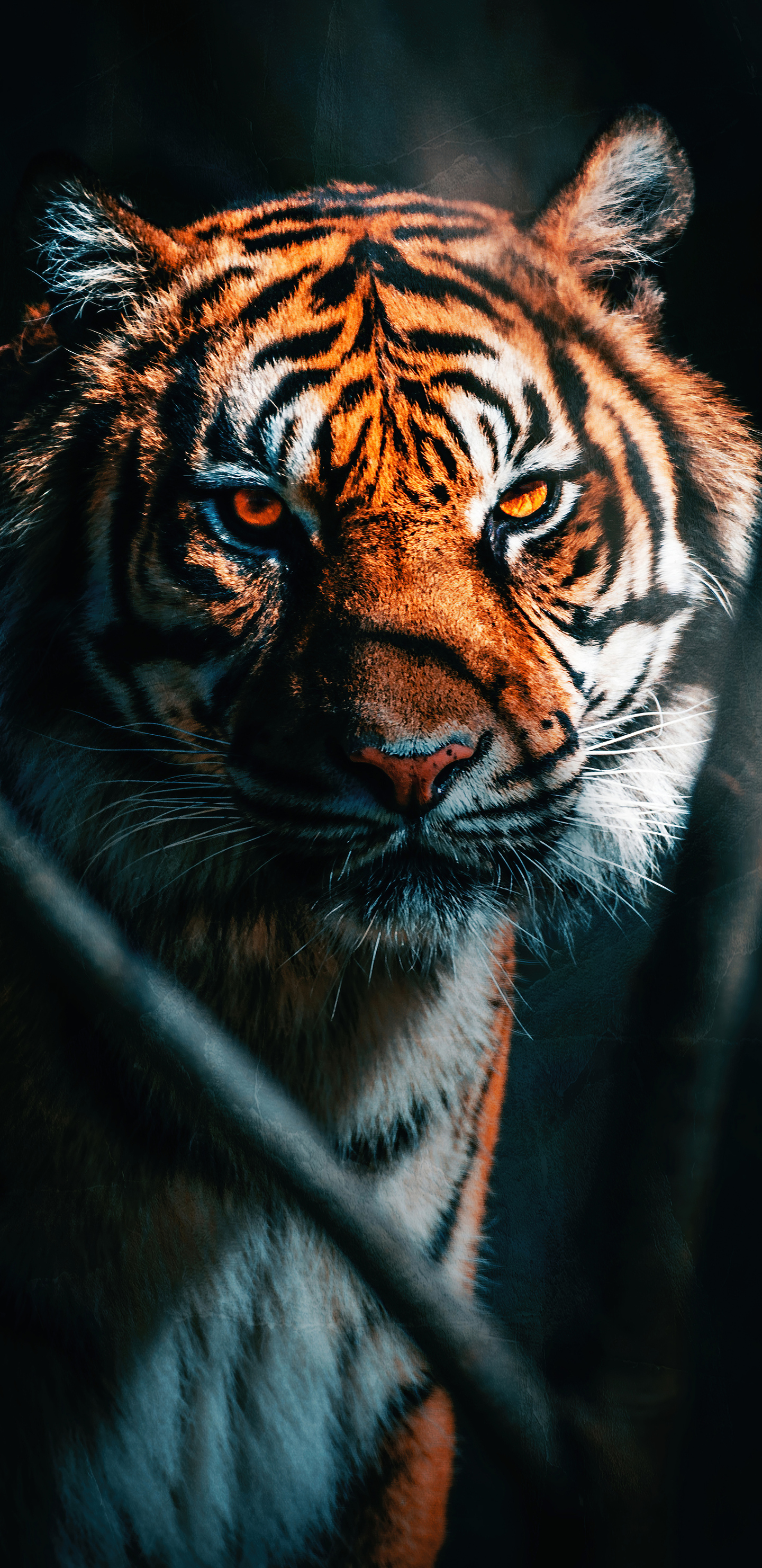 Tiger Galaxy Wallpapers