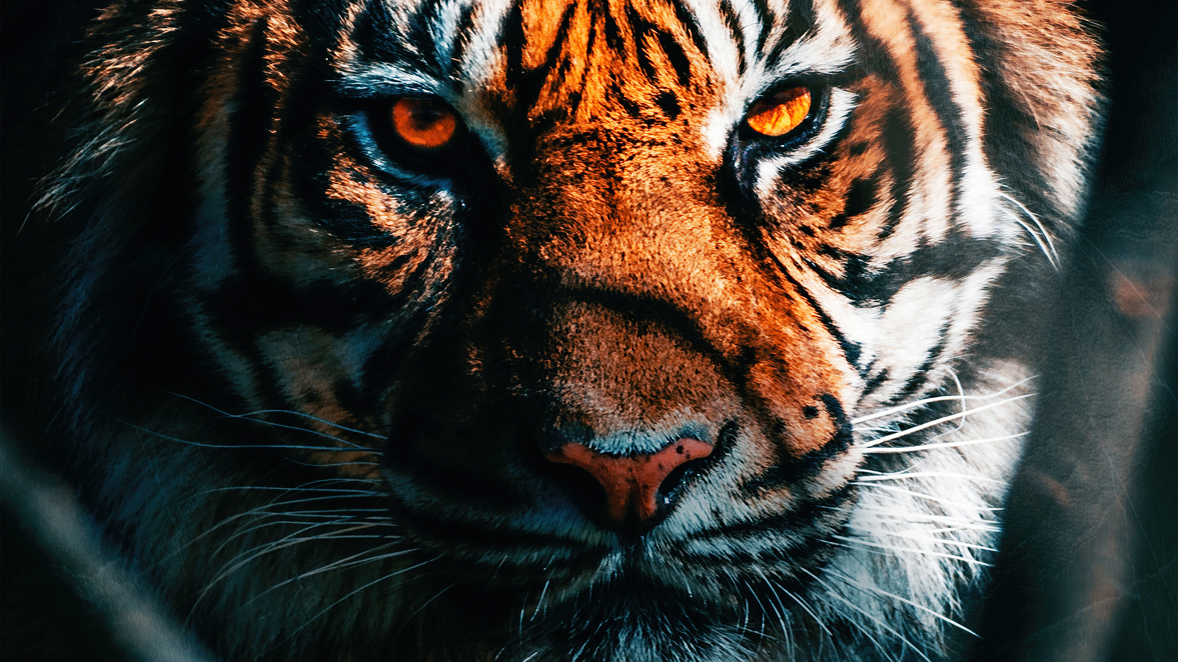 Tiger Laptop Wallpapers