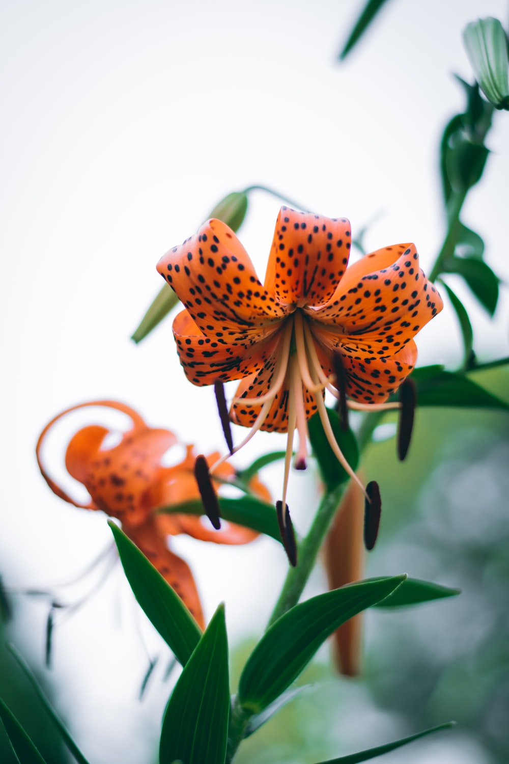 Tiger Lily Wallpapers