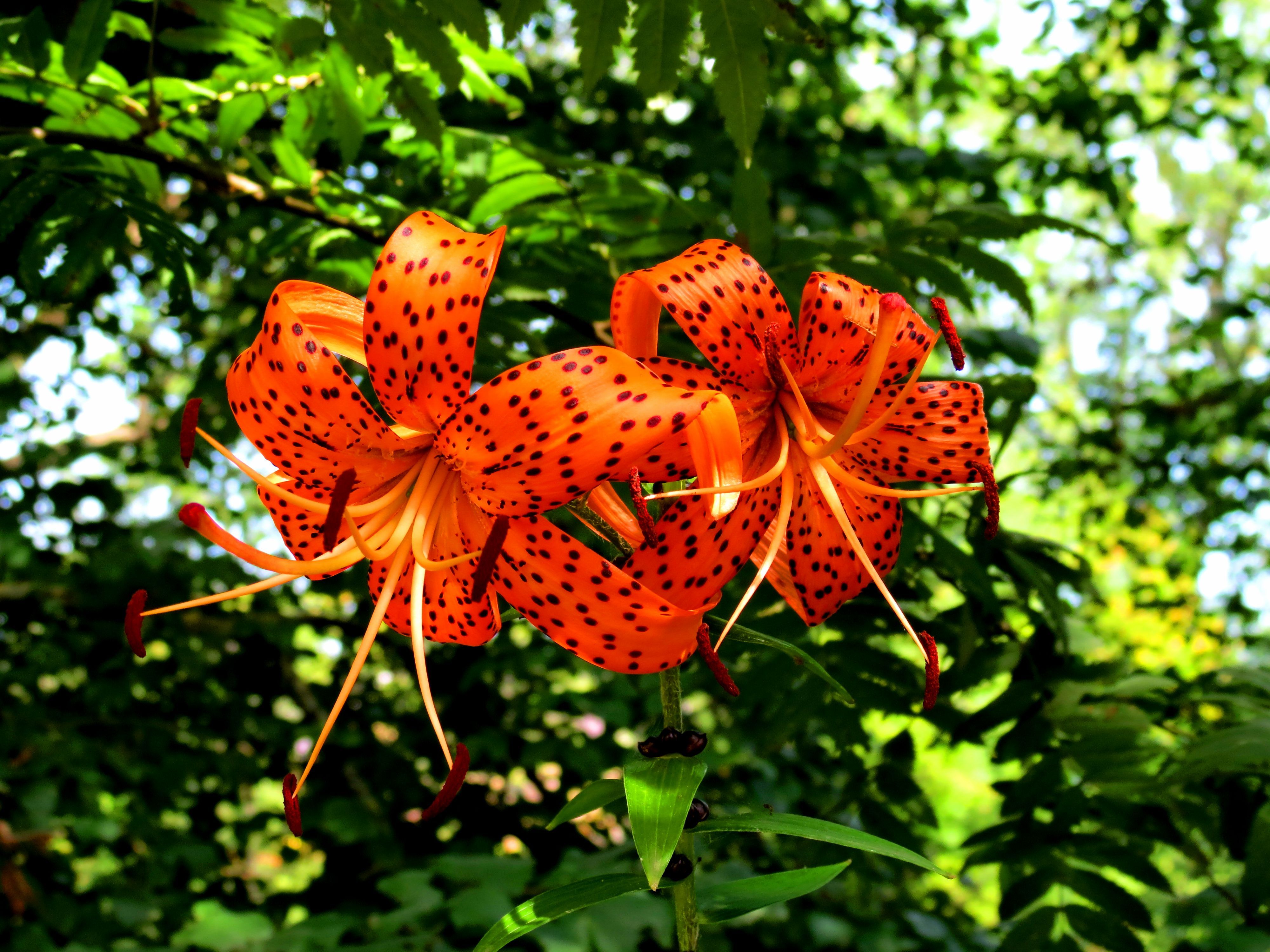 Tiger Lily Wallpapers