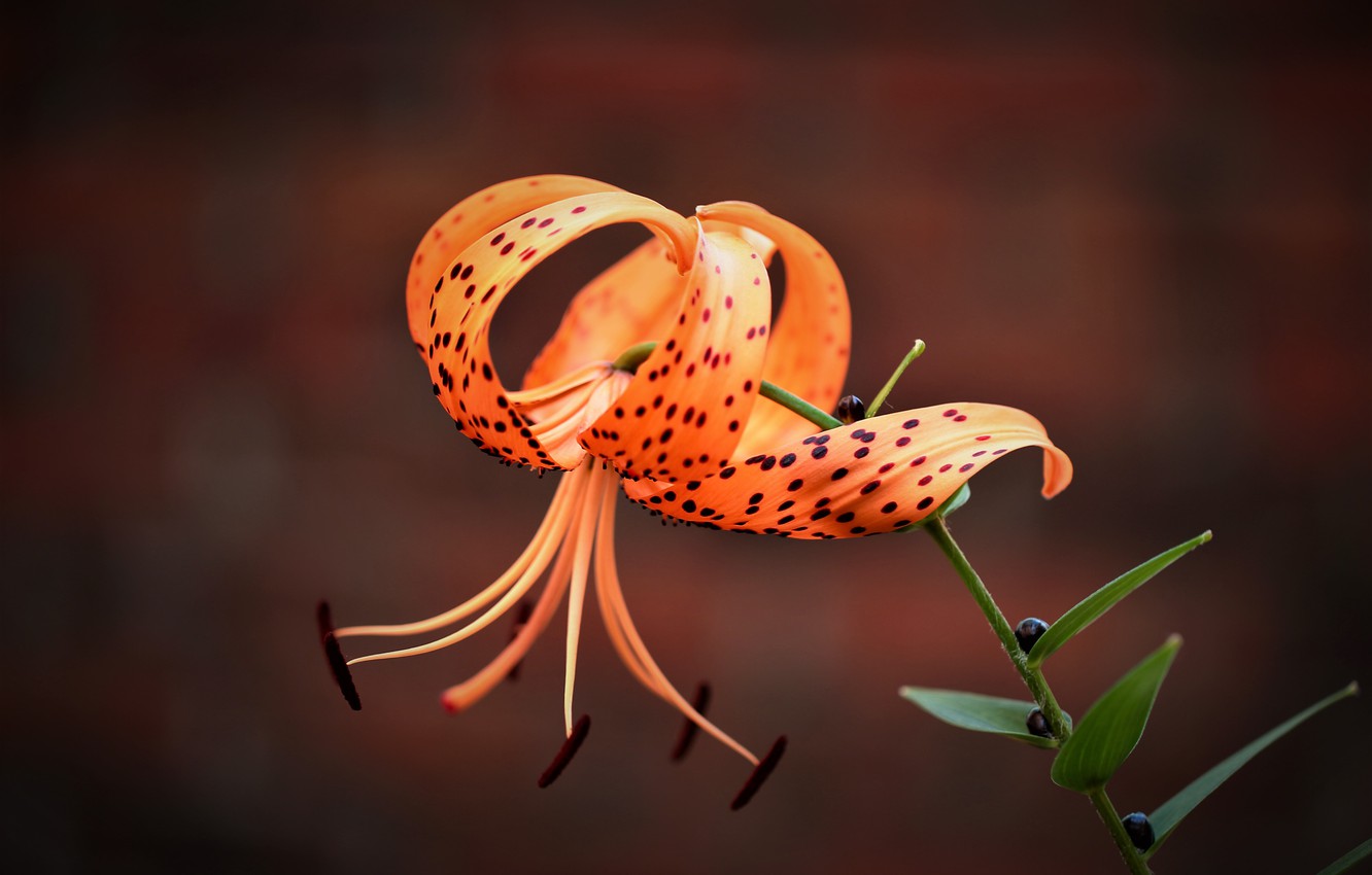 Tiger Lily Wallpapers