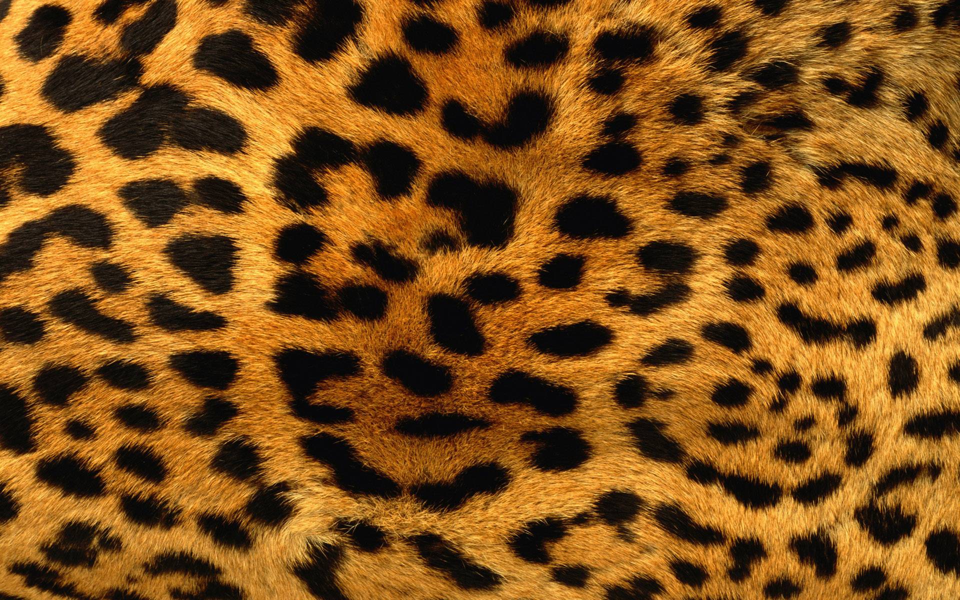 Tiger Print Wallpapers