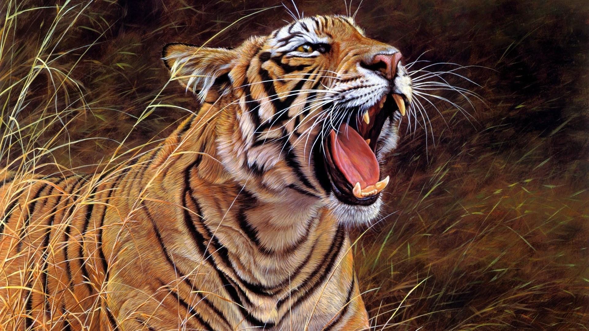 Tiger Roaring Wallpapers