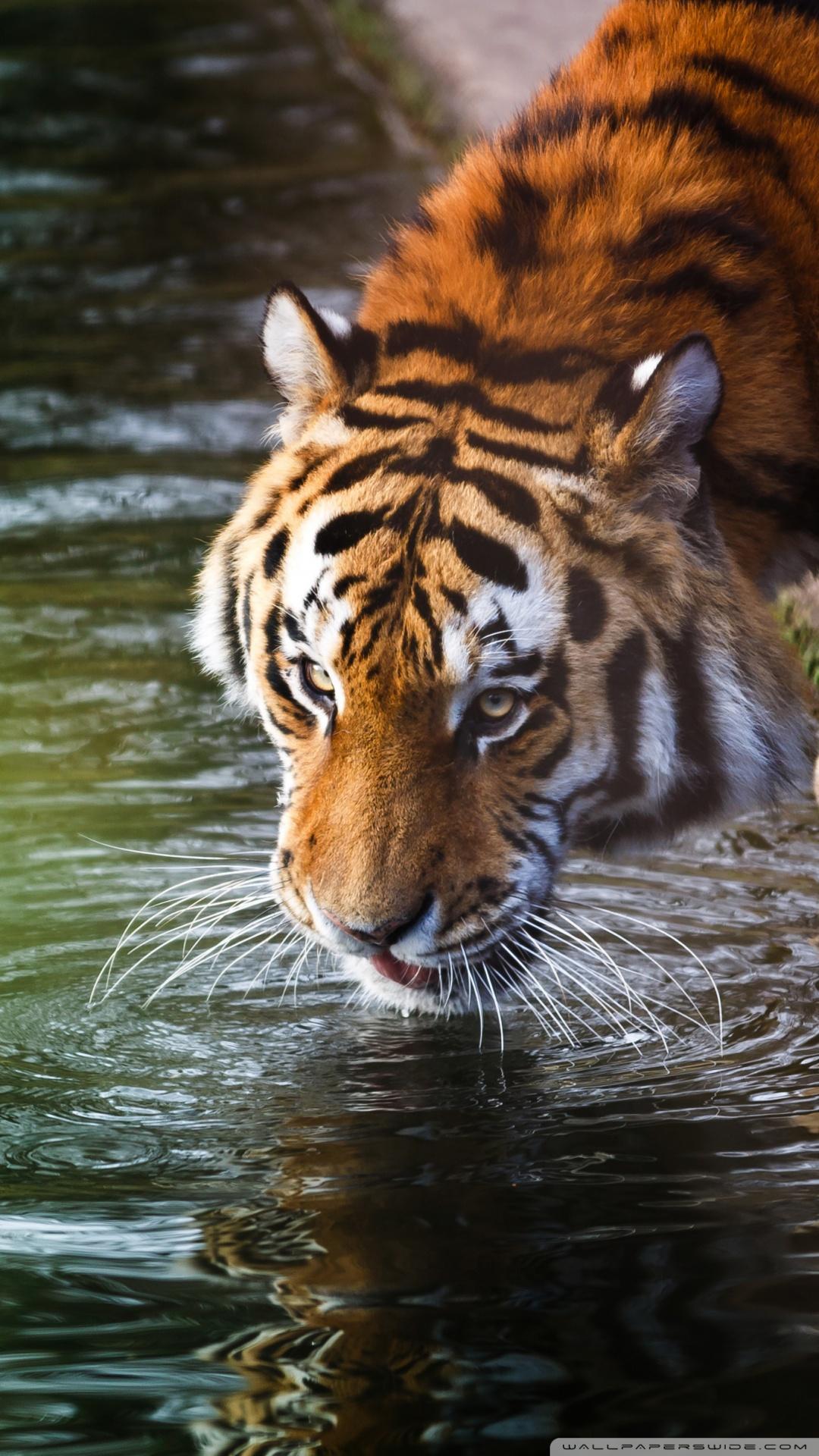 Tiger 4K Wallpapers