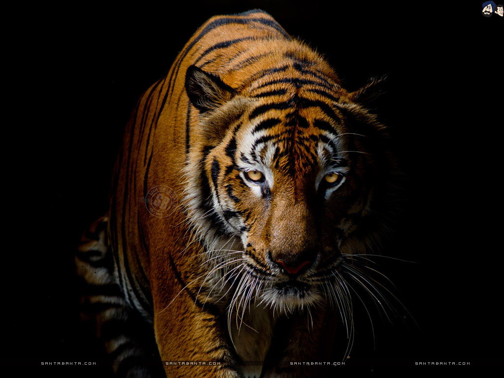 Tiger 4K Wallpapers