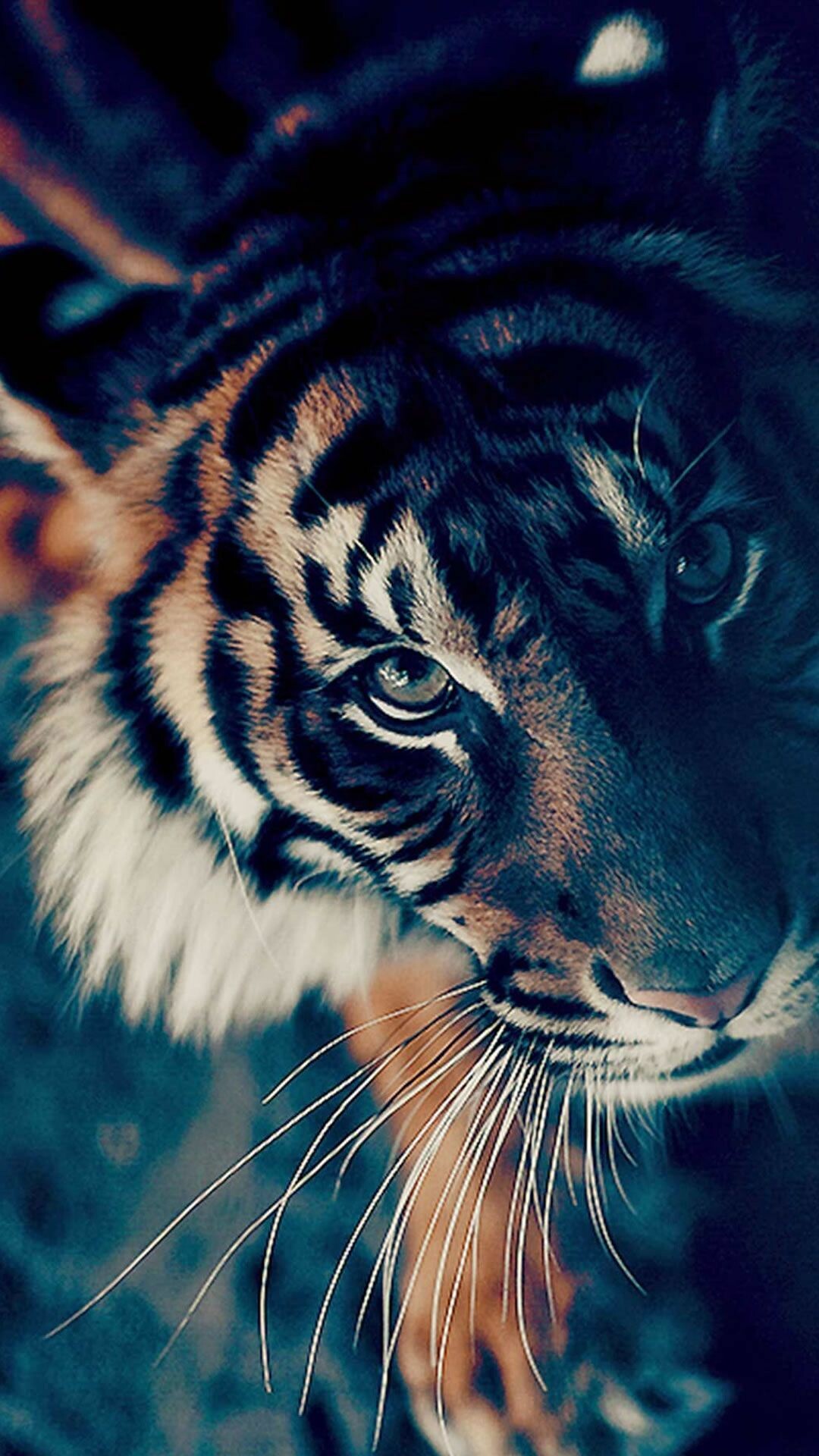 Tiger Phone Wallpapers