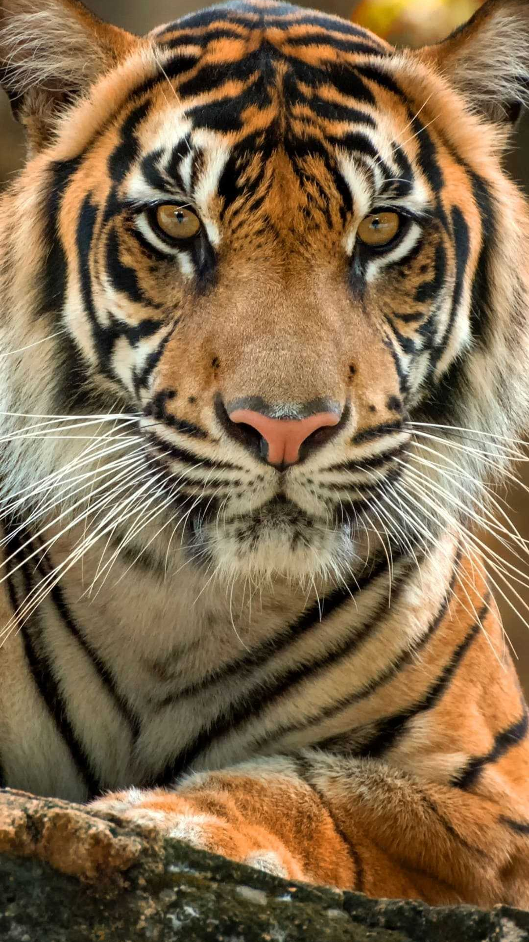 Tiger Phone Wallpapers