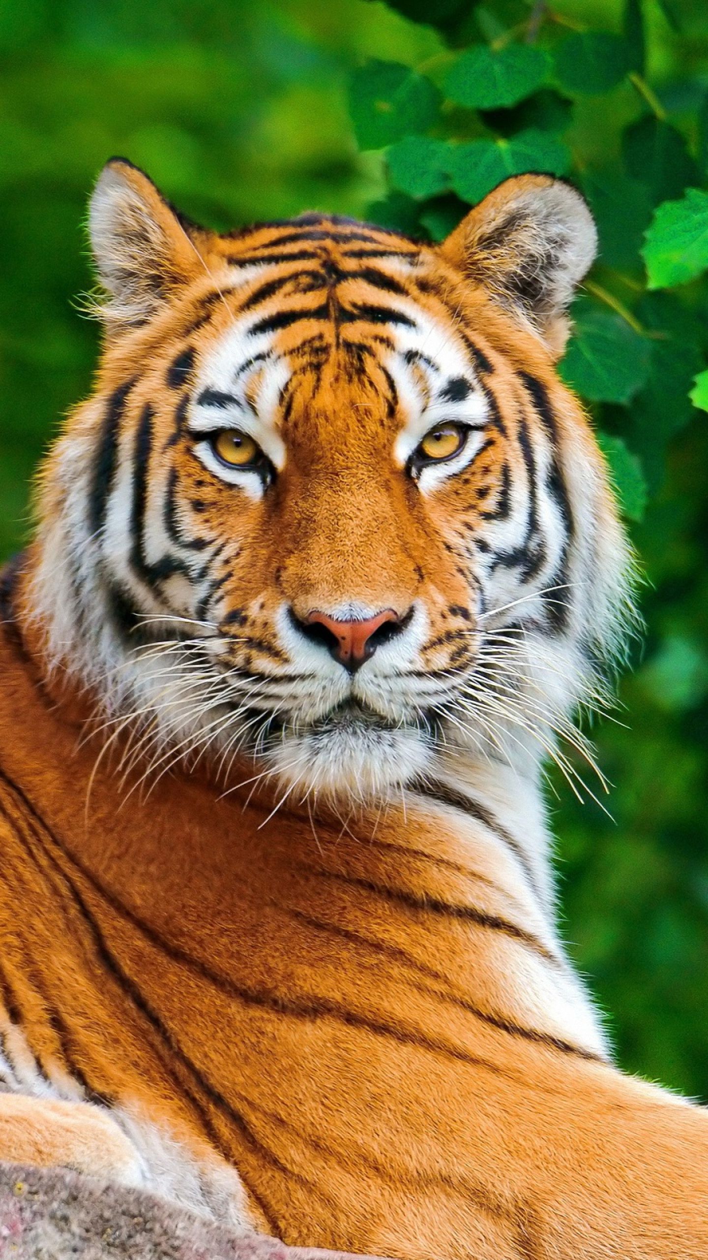 Tiger Phone Wallpapers