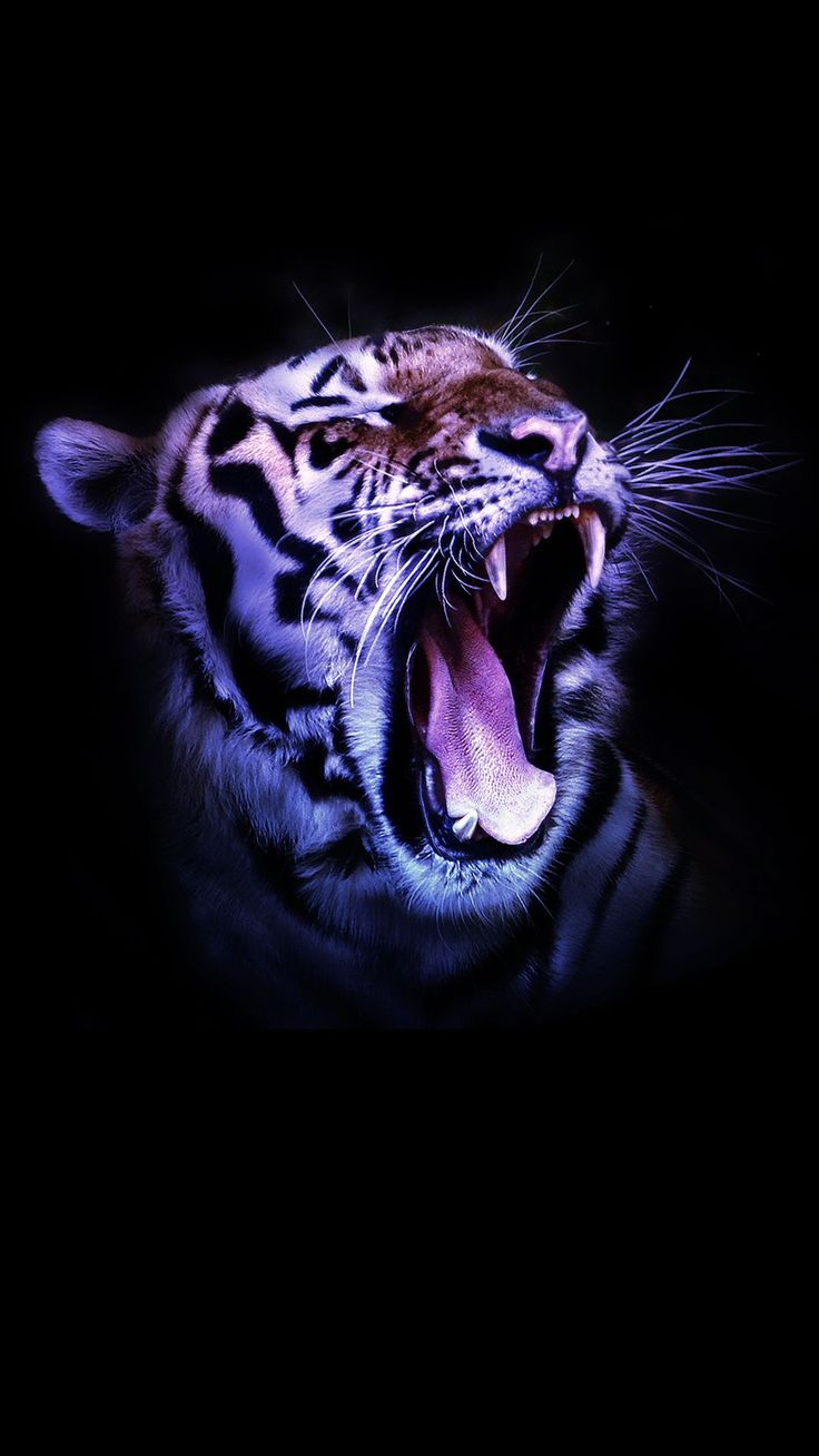 Tiger Phone Wallpapers