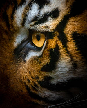 Tiger Phone Wallpapers