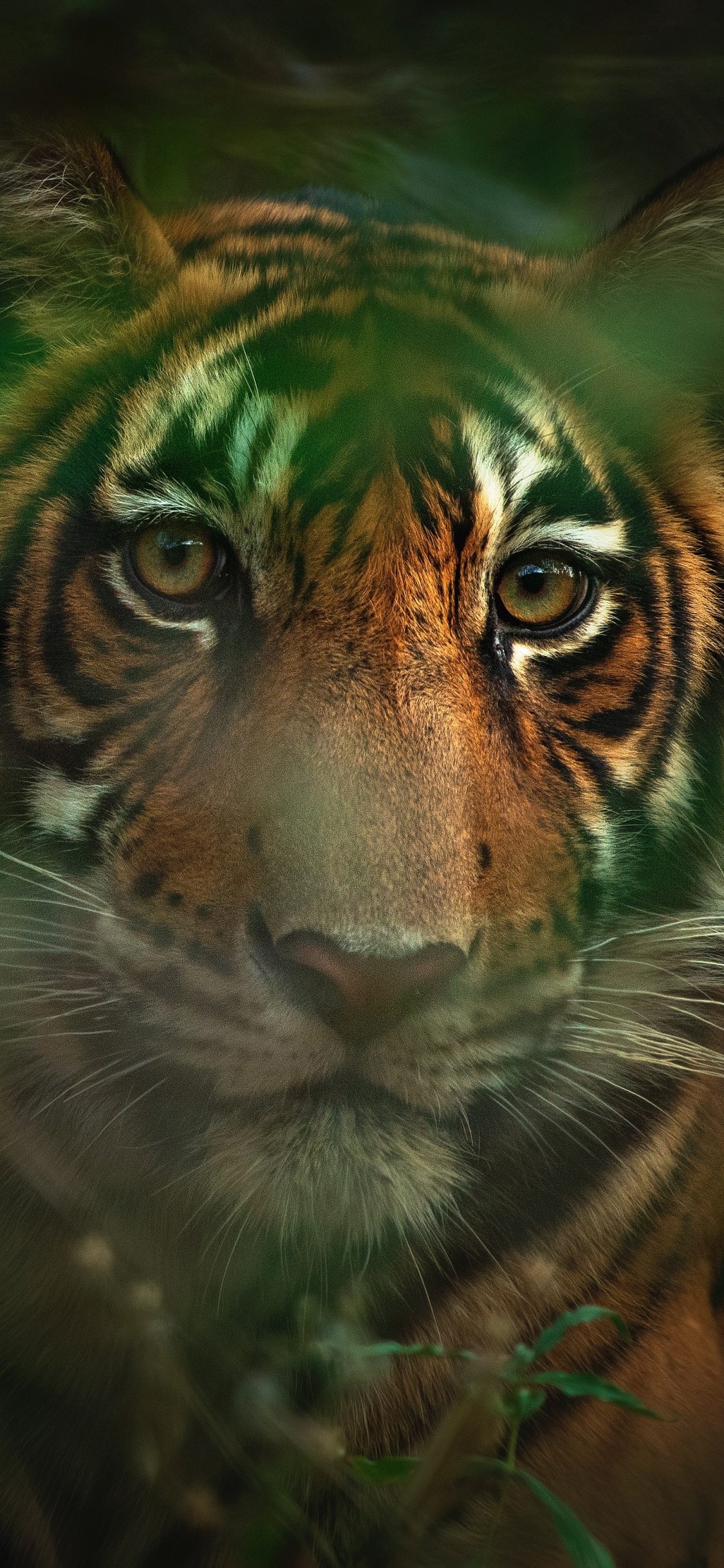 Tiger Phone Wallpapers