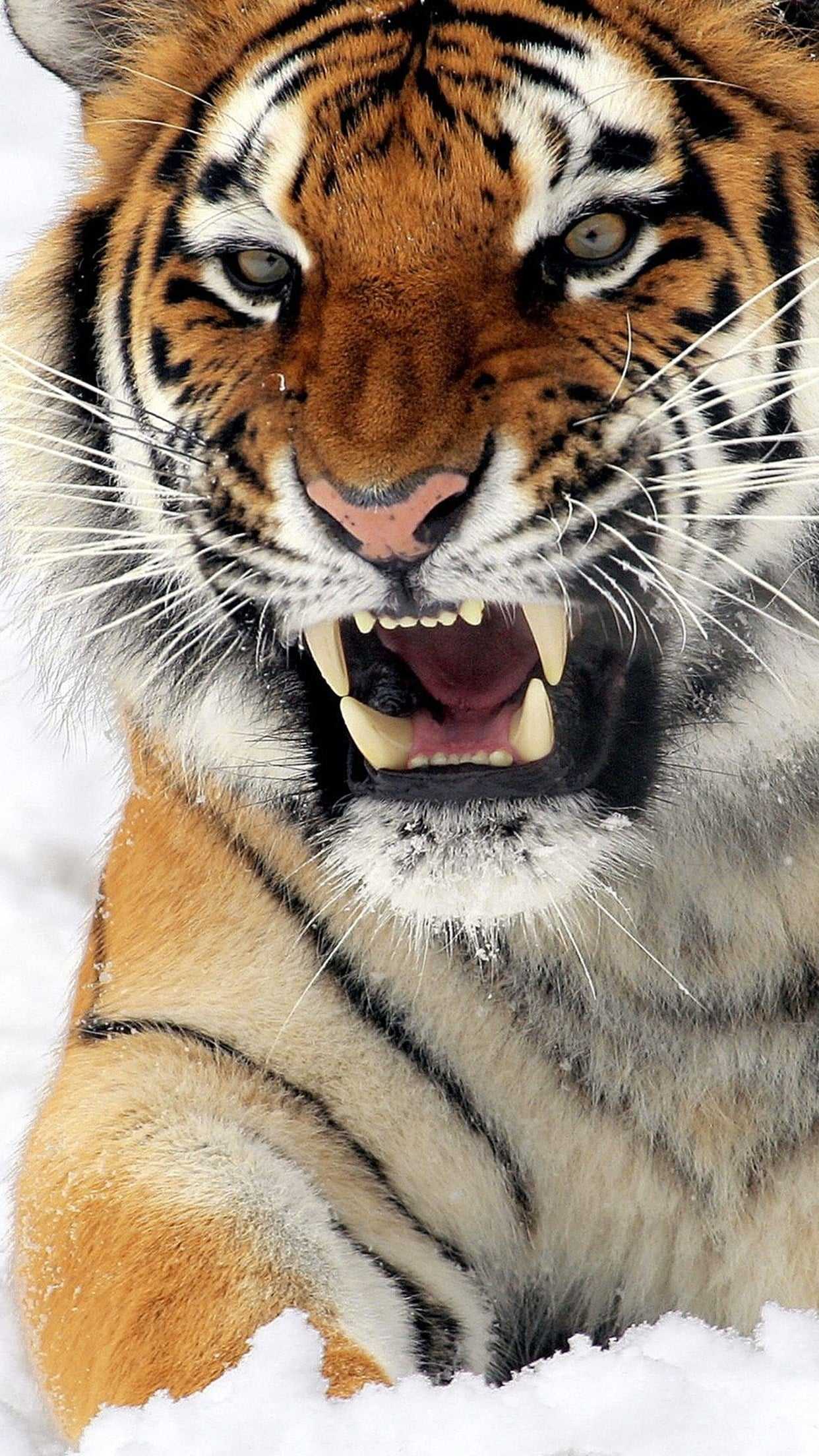 Tiger Phone Wallpapers