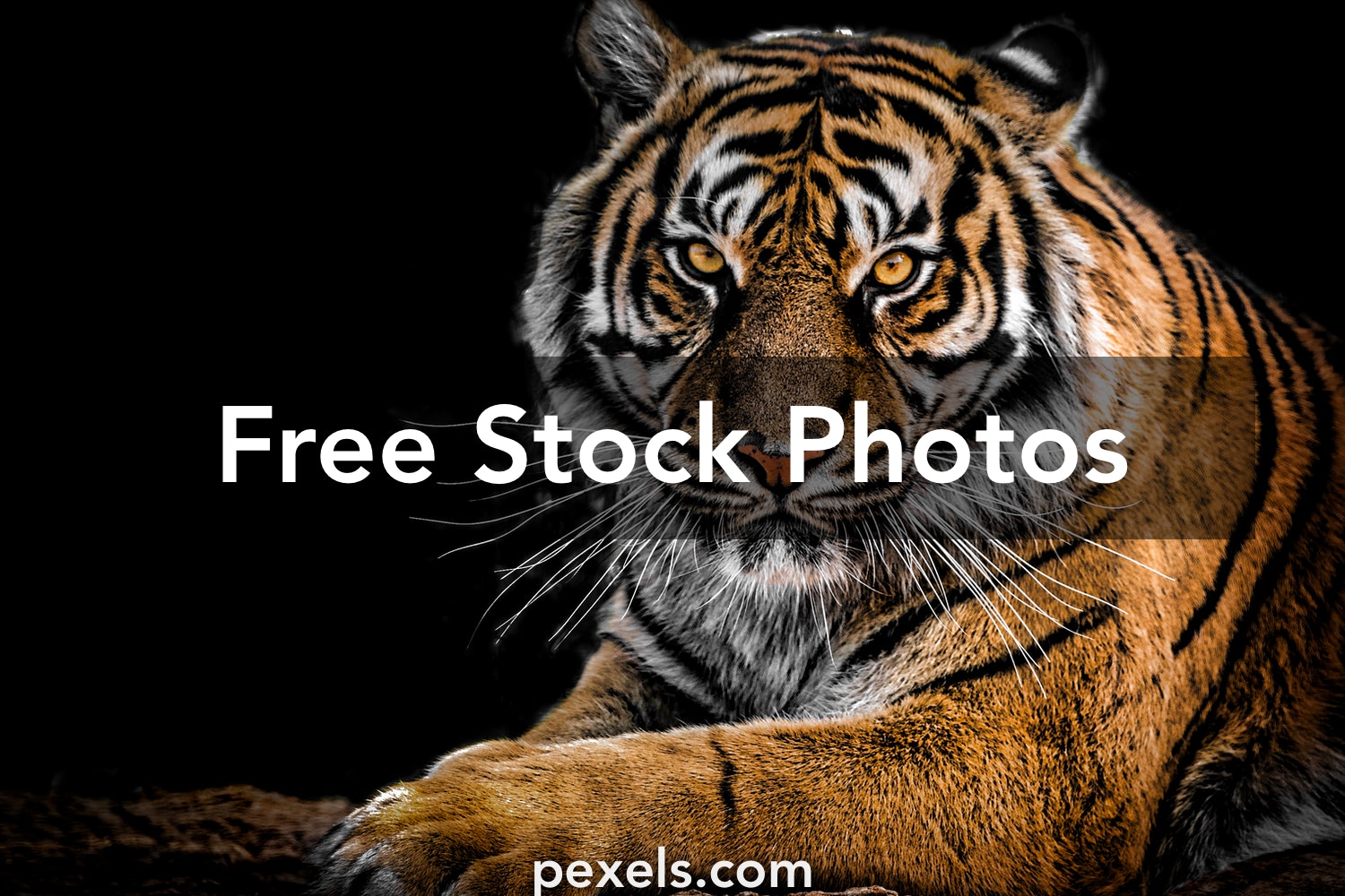 Tiger Free Wallpapers