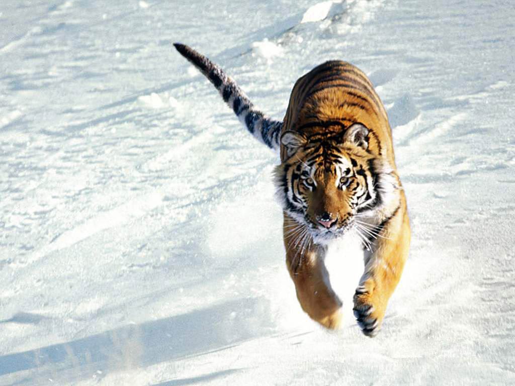 Tiger Free Wallpapers