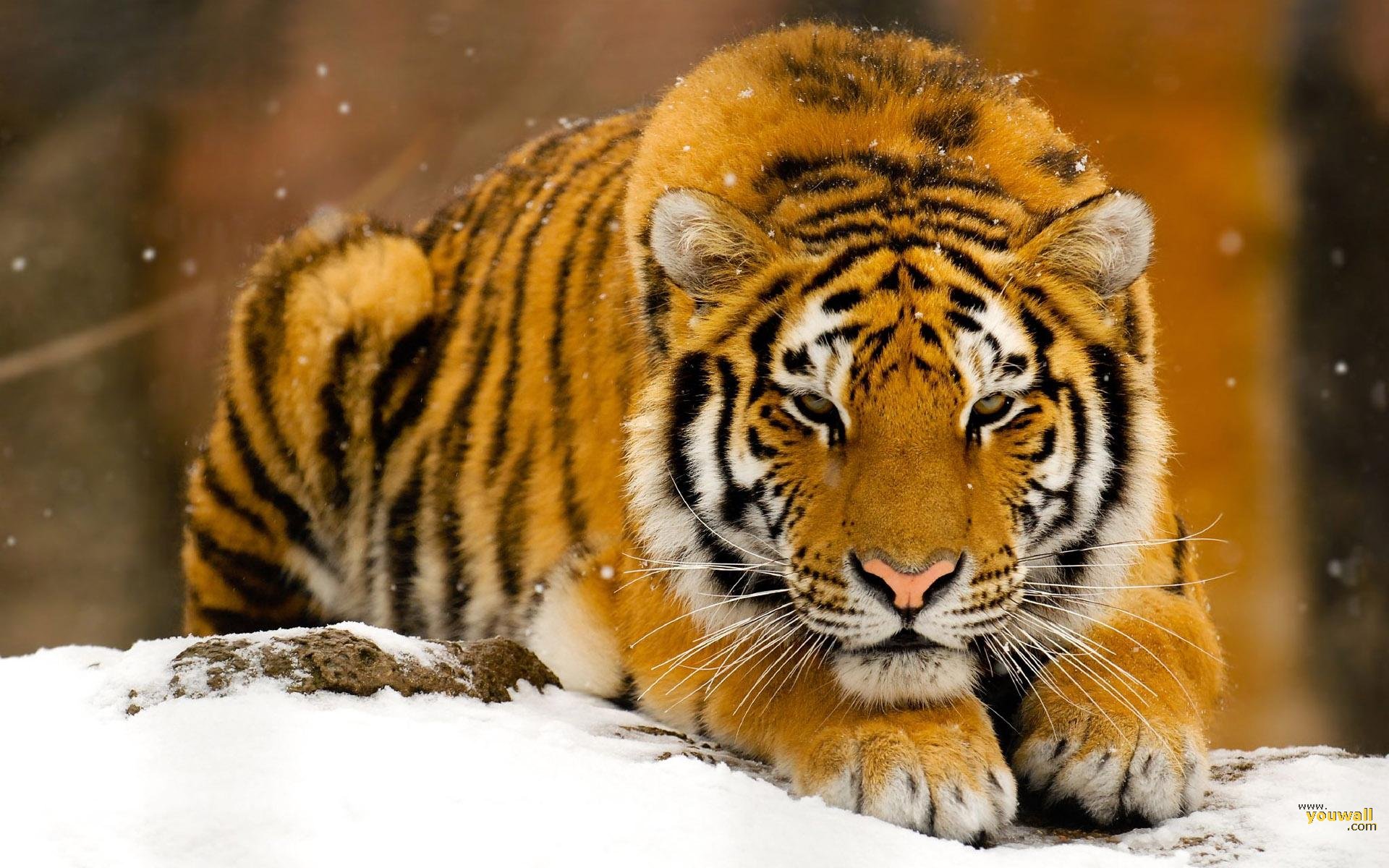 Tiger Free Wallpapers