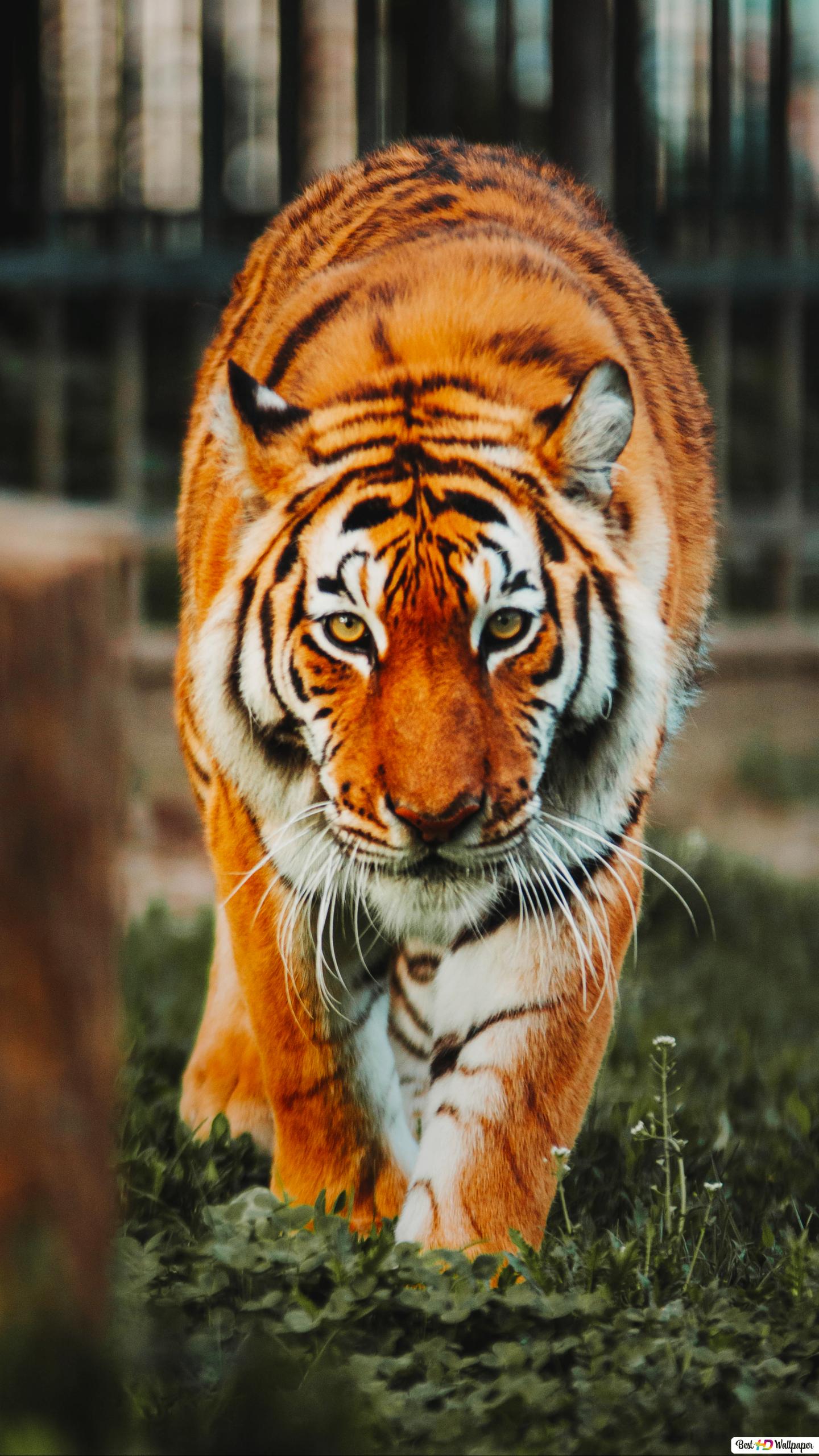 Tigers Wallpapers