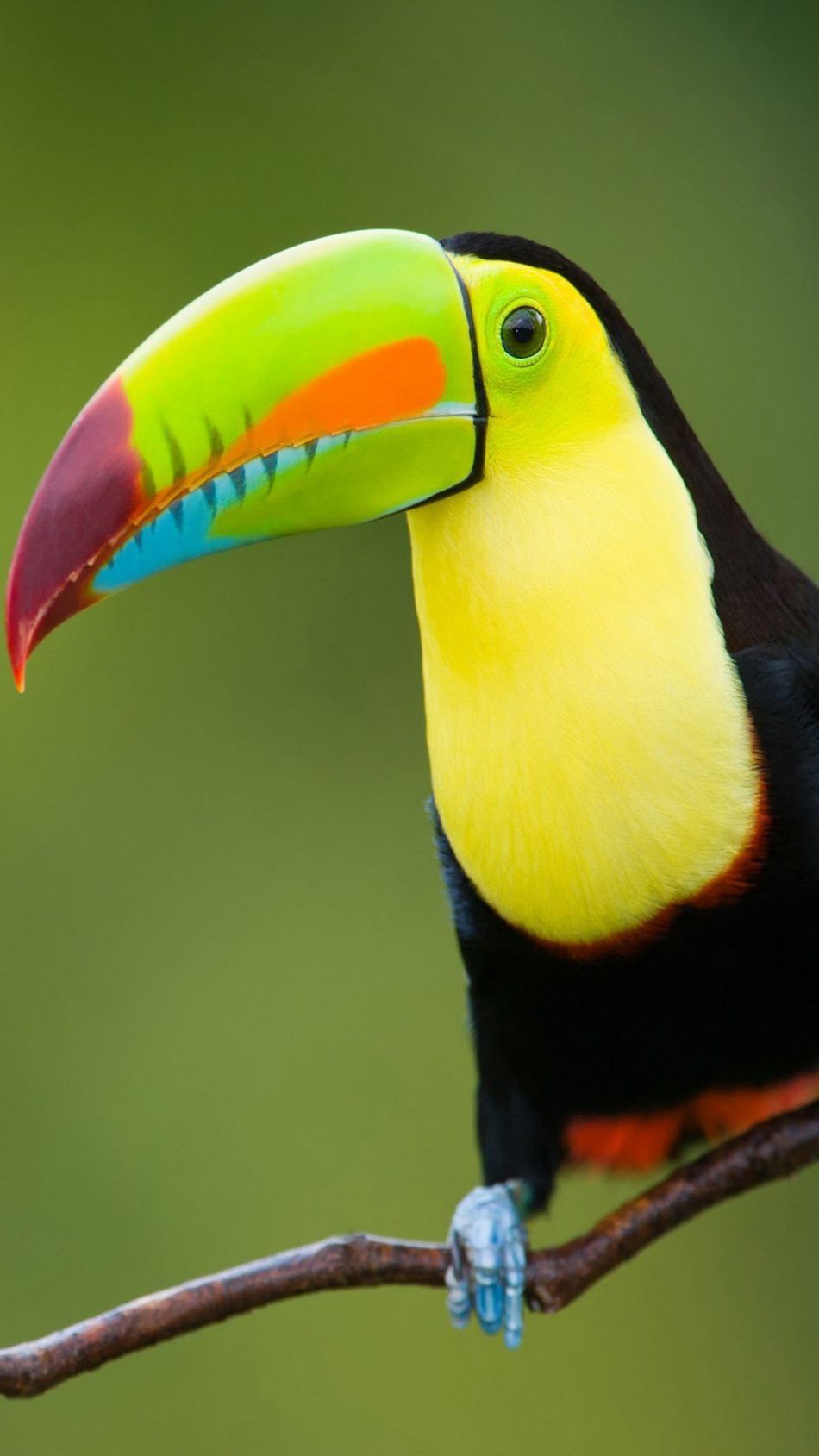 Toucan Bird Pictures Wallpapers