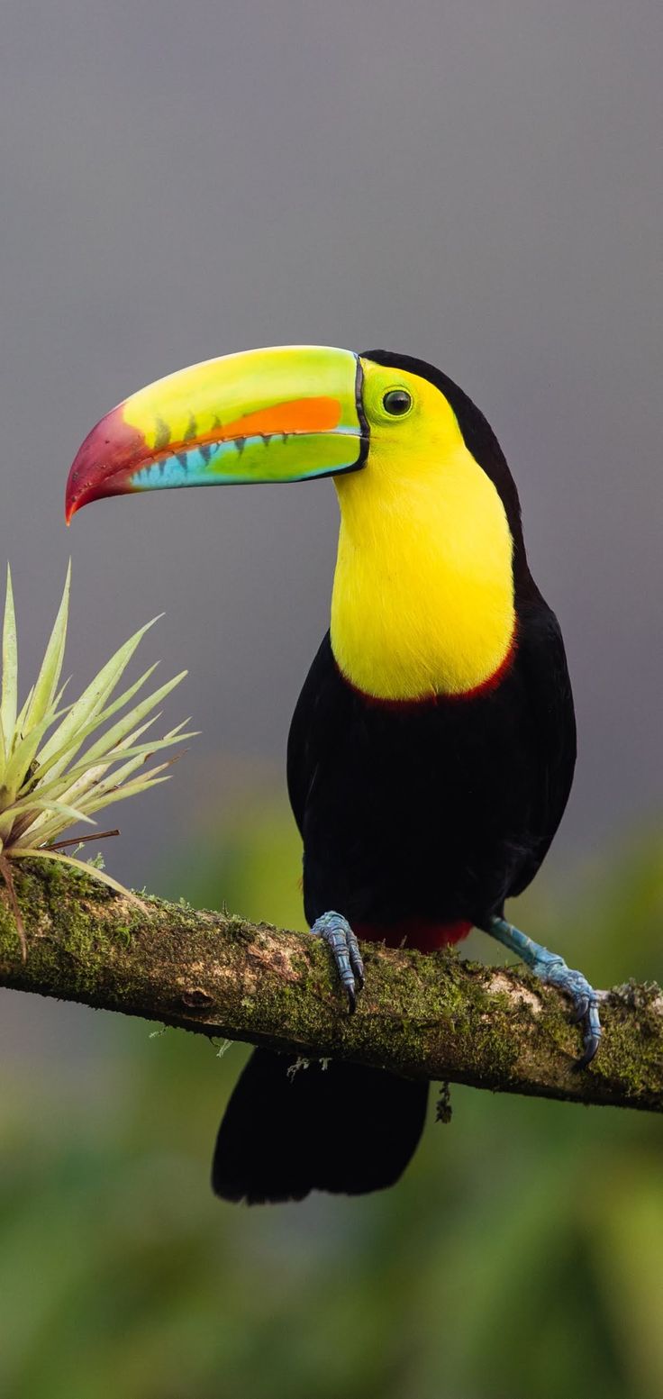 Toucan Bird Pictures Wallpapers