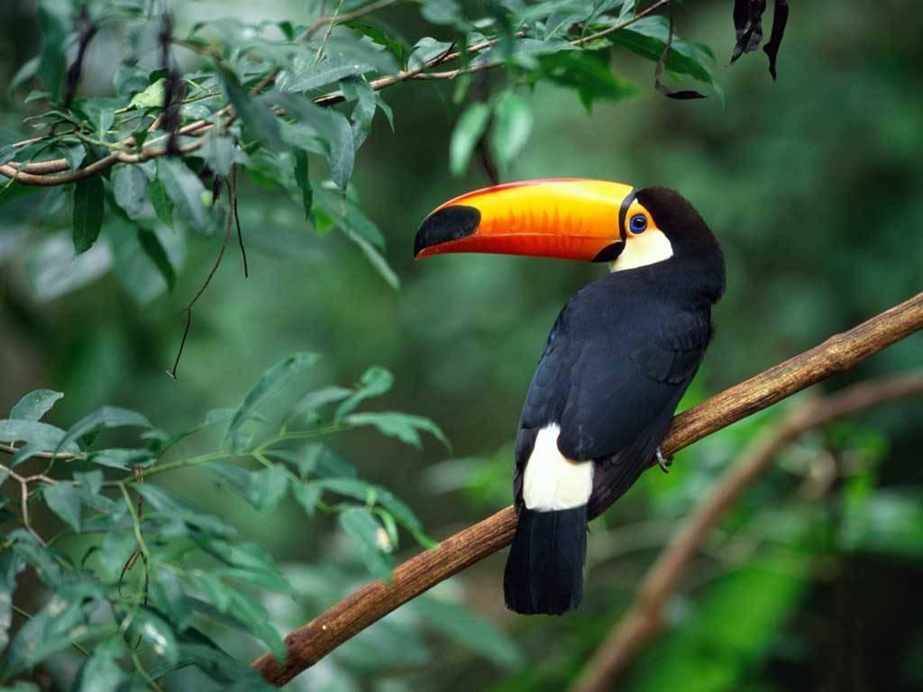 Toucan Bird Pictures Wallpapers