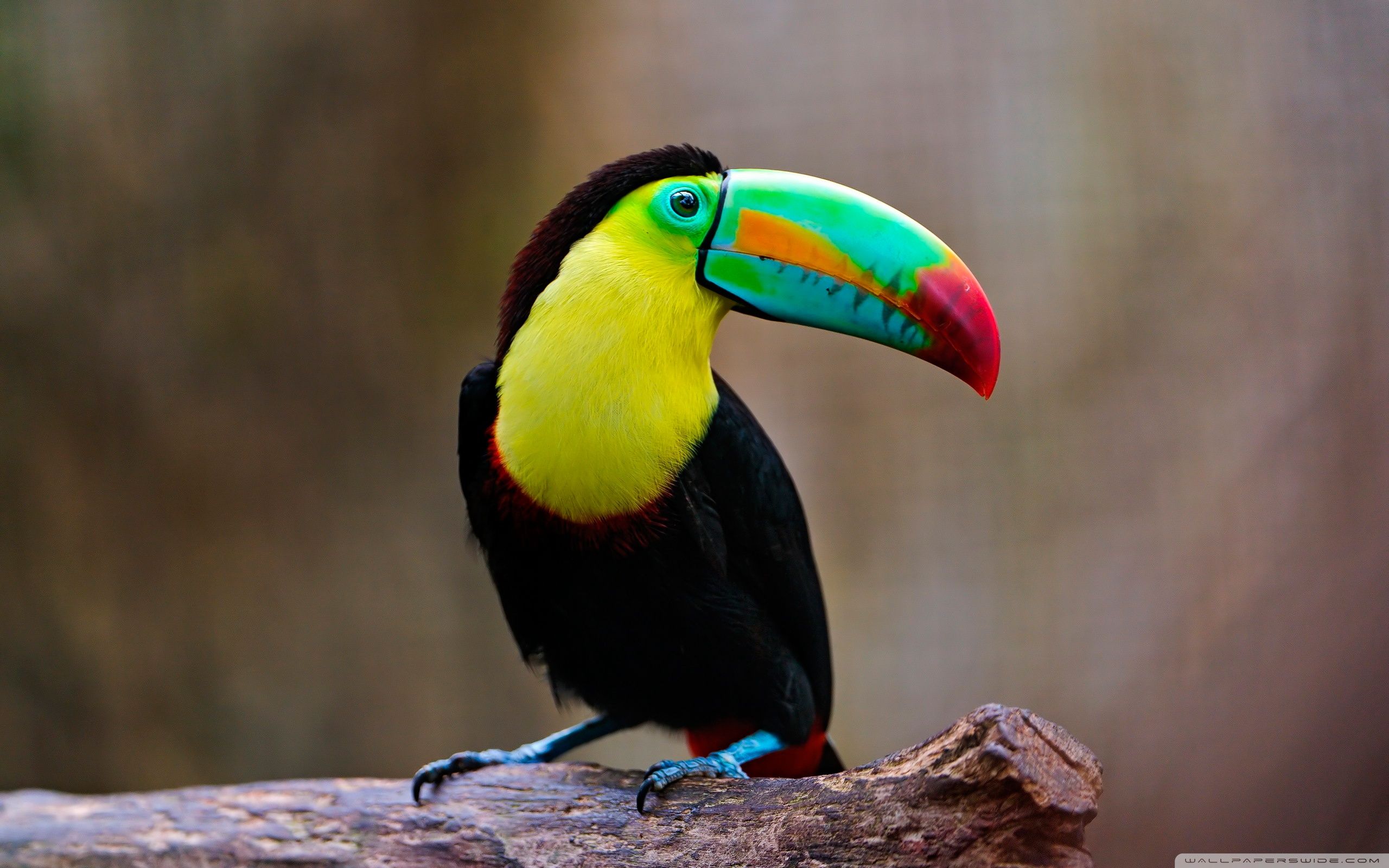 Toucan Bird Pictures Wallpapers